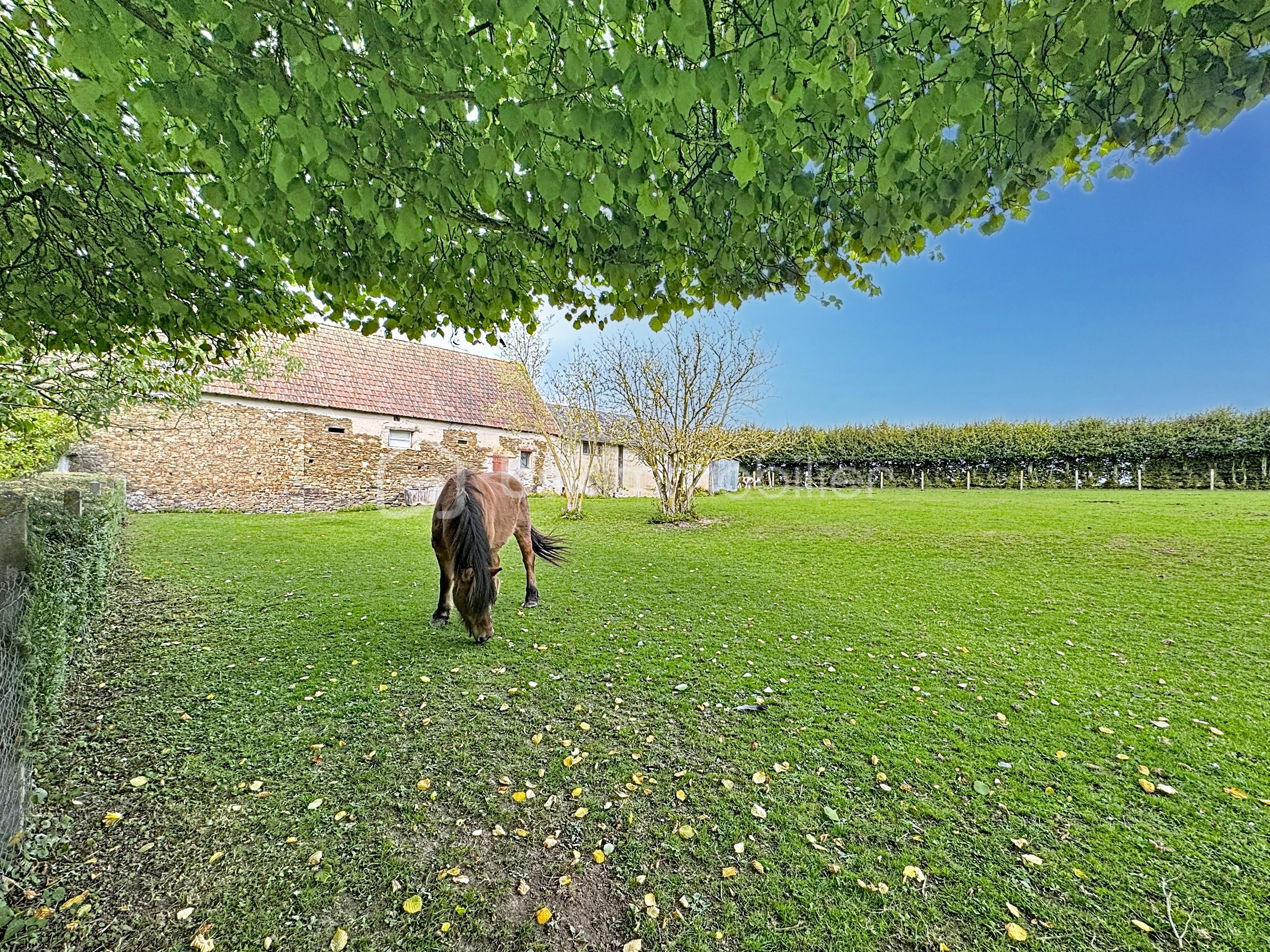 Maison de 143 m² - champs avec chevaux.jpeg