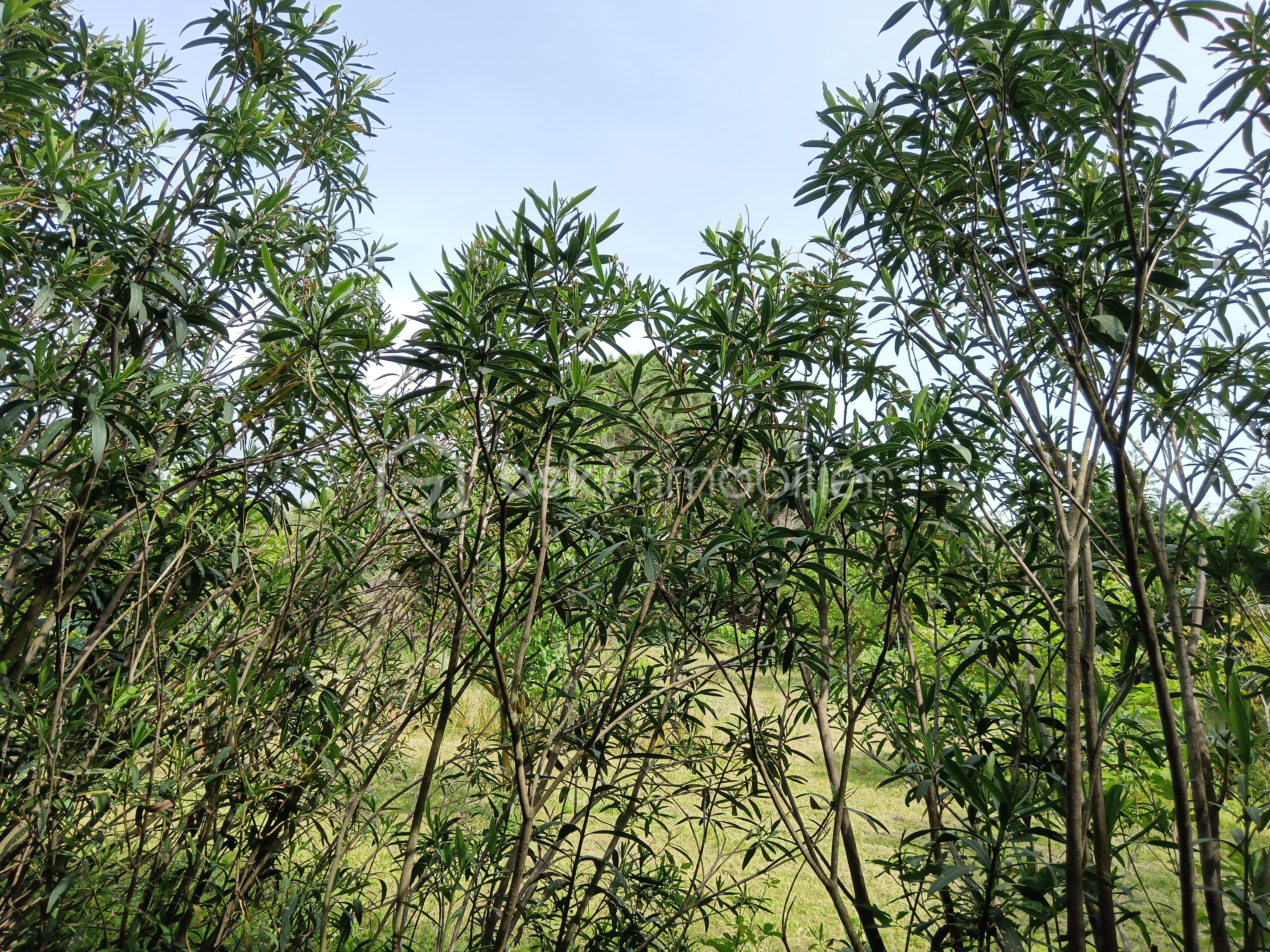 ARBRES.jpg