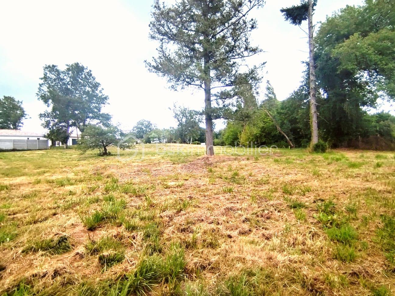 Lotissement de 1 564 m² - PHOTO 1.jpg