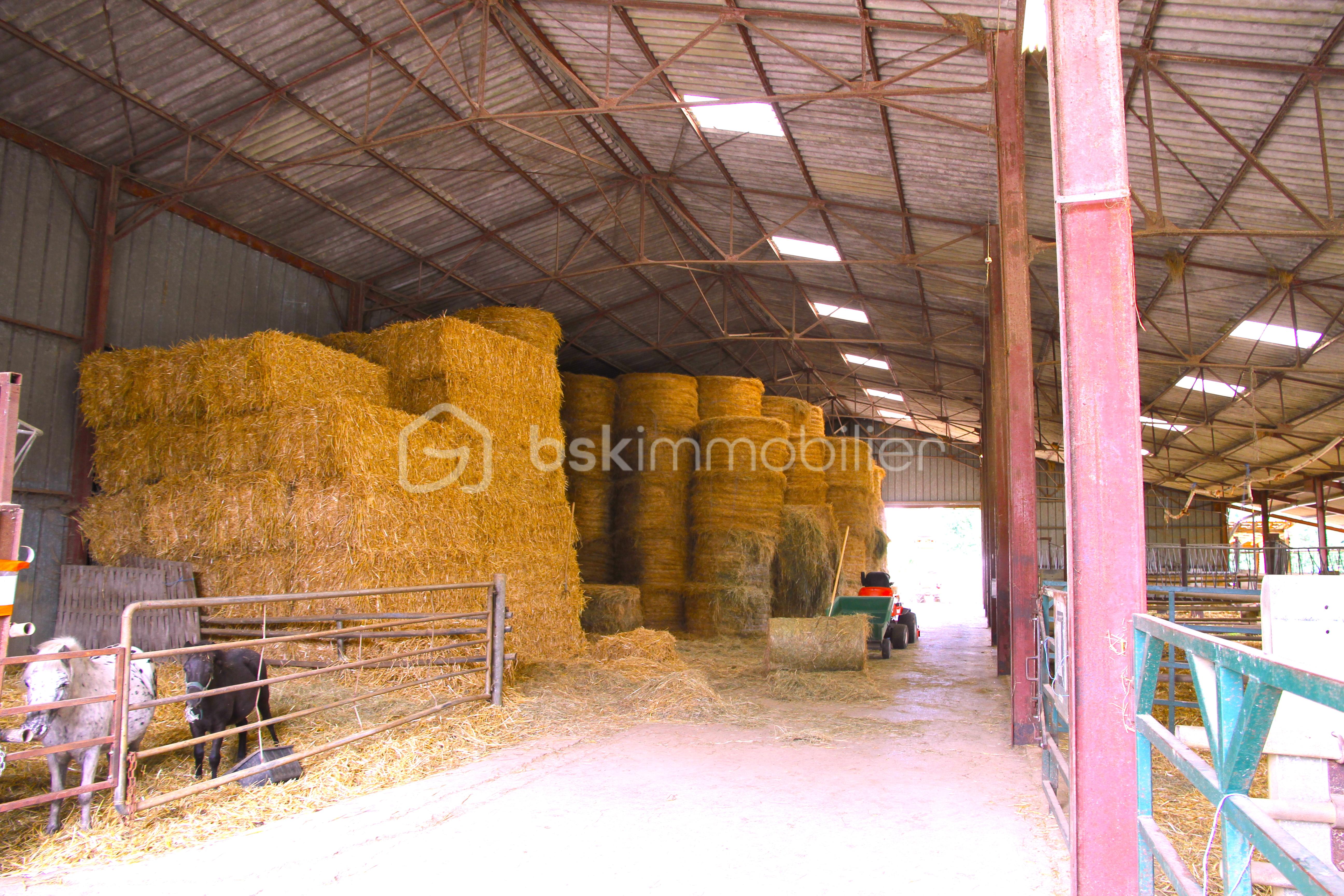 6,1 ECURIE PAILLEFOIN IMG_1608.JPG