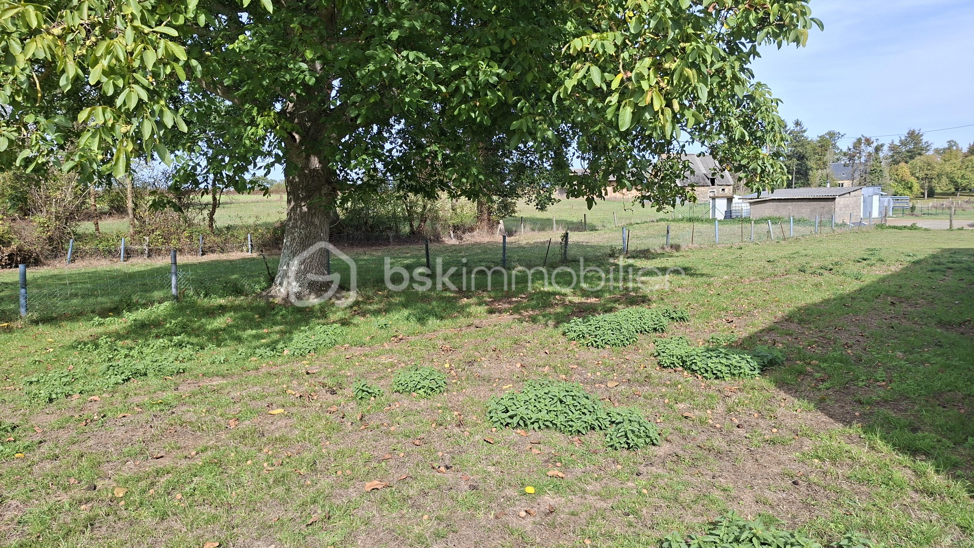 LELOUTRE TERRAIN SOUS NOYER.jpg