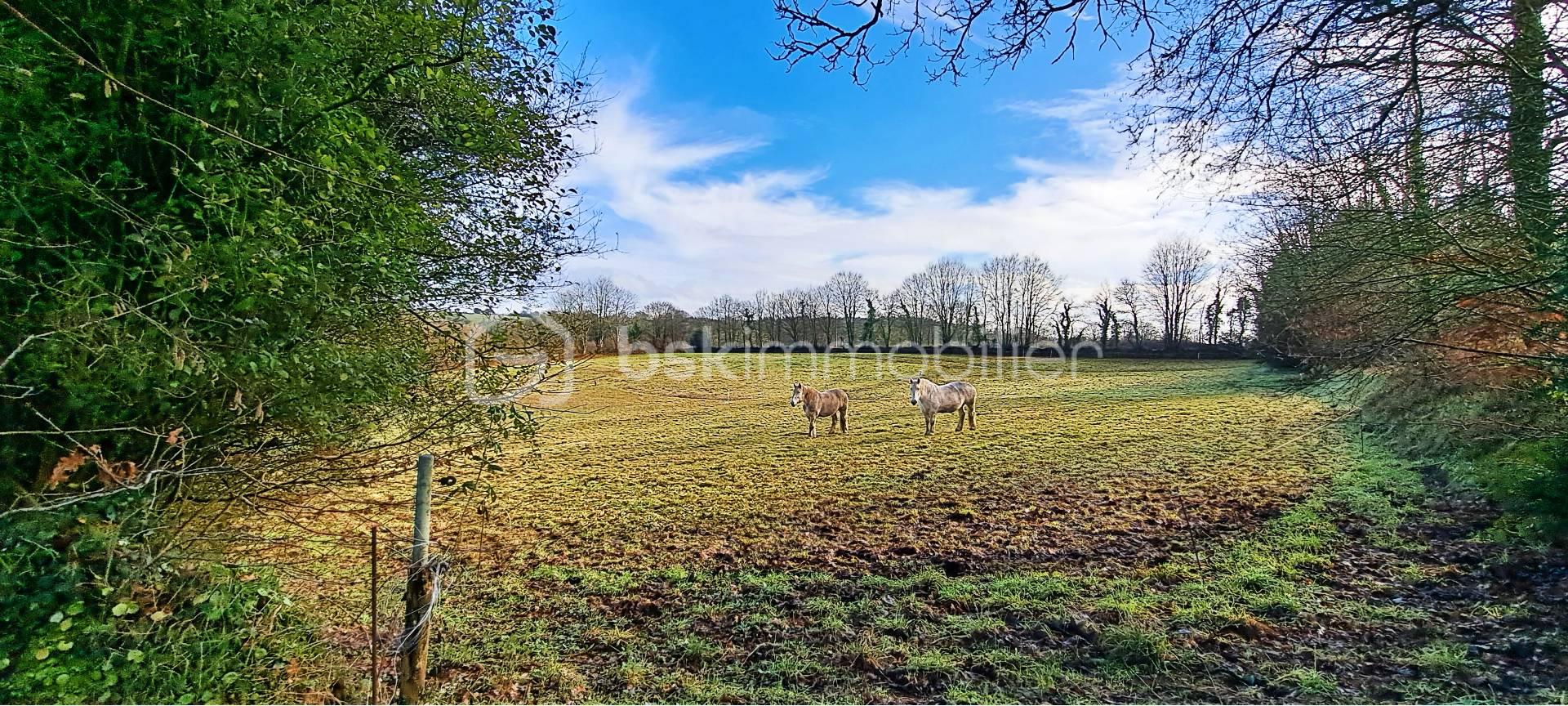 Maison de 105 m² - chevaux.jpg