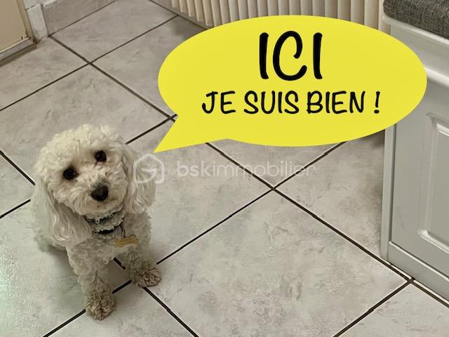 ANQUEZ CHIEN.jpeg