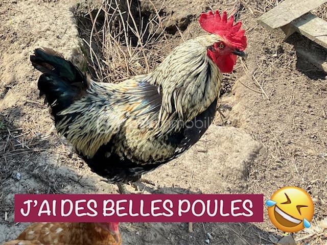 ANQUEZ POULES.jpeg