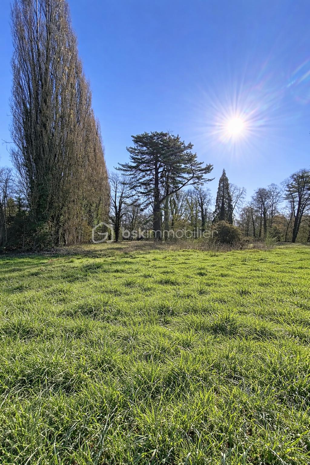 Champ de prairie sous le soleil.png
