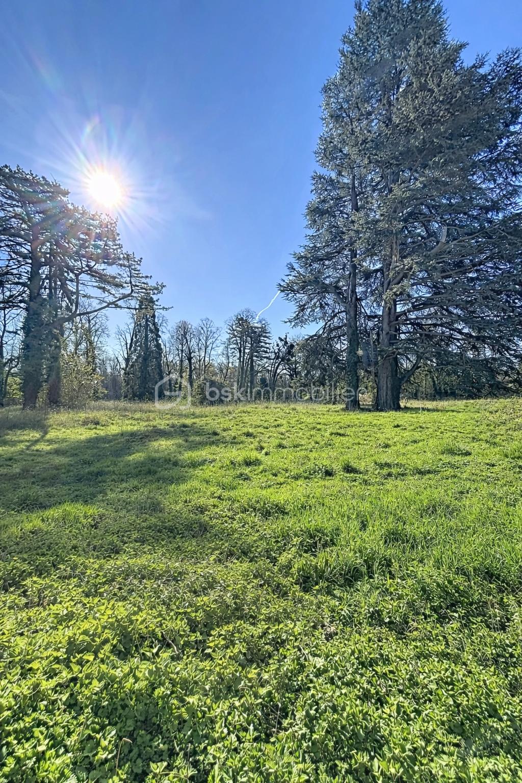 Champ de trèfles sous un ciel bleu.png
