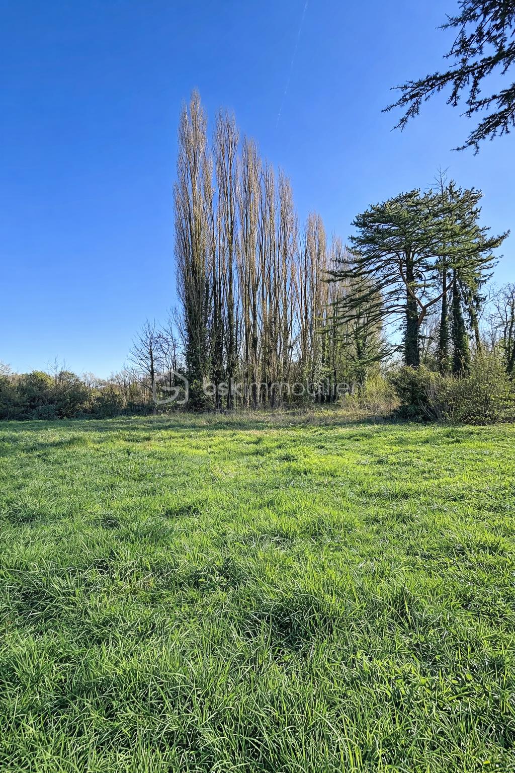 Champ de verdure et arbres au loin.png