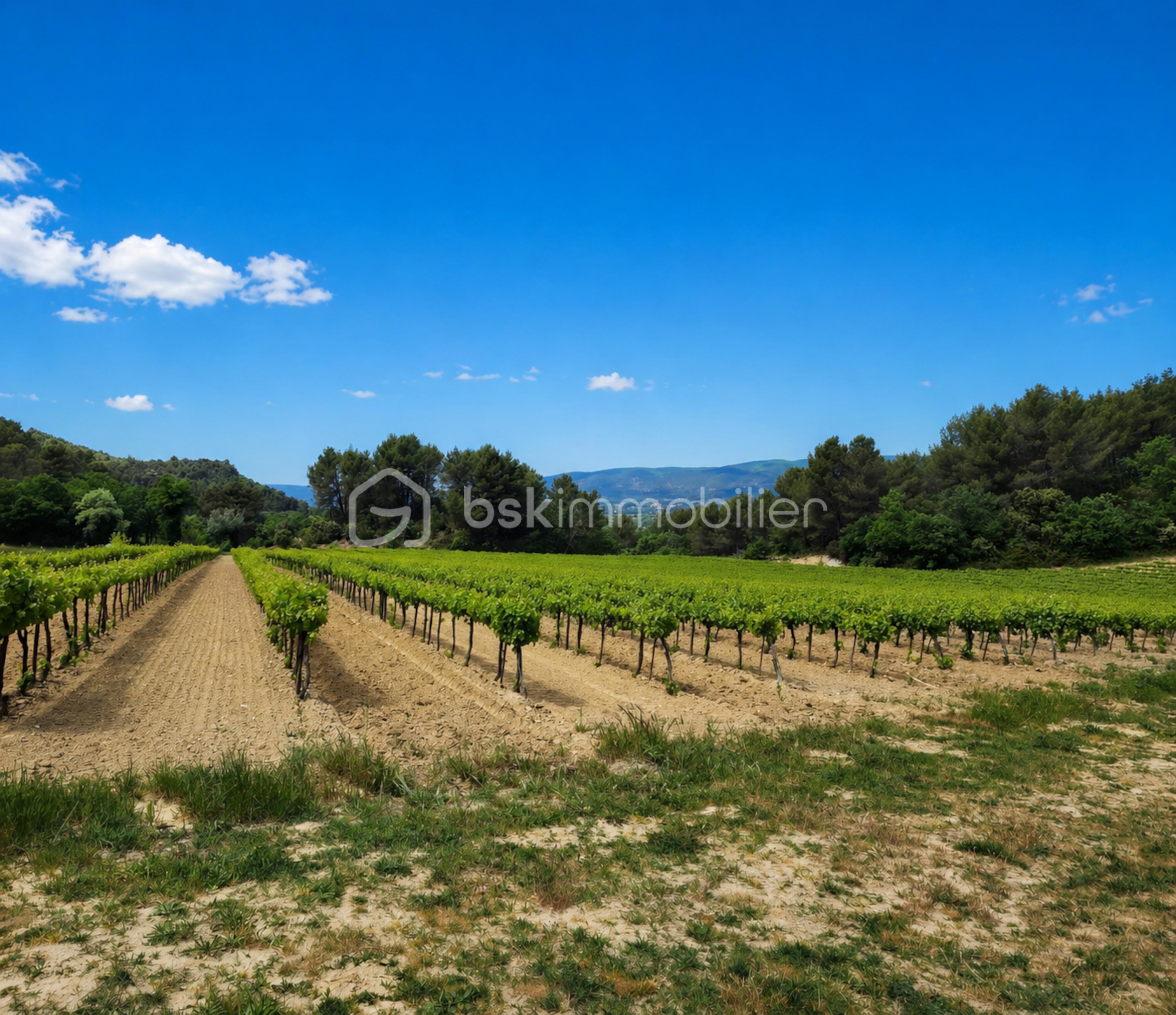 vignes .png