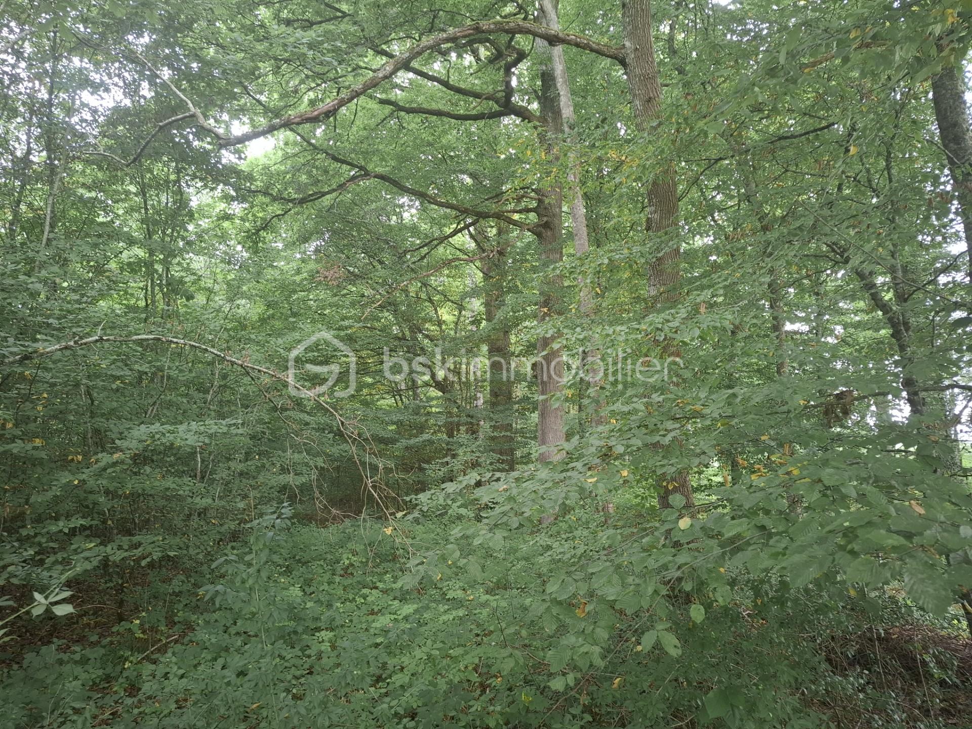 Terrain de loisirs de 37 590 m² - mesnil2.jpg
