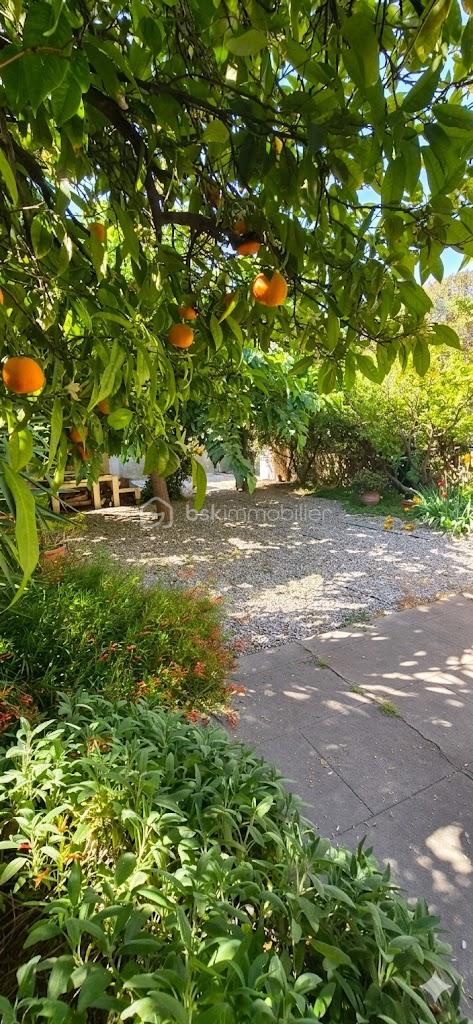 jardin.jpeg