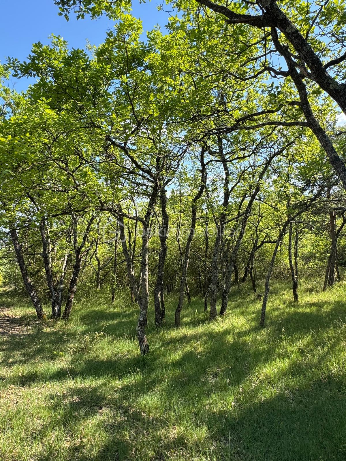 Terrain de loisirs de 8 658 m² - IMG_9707.jpeg