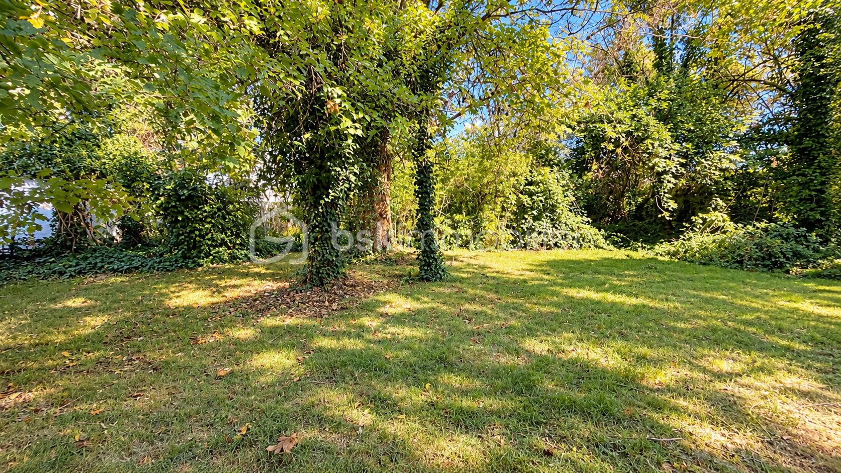 Jardin ensoleillé aux arbres couverts de lierre.png
