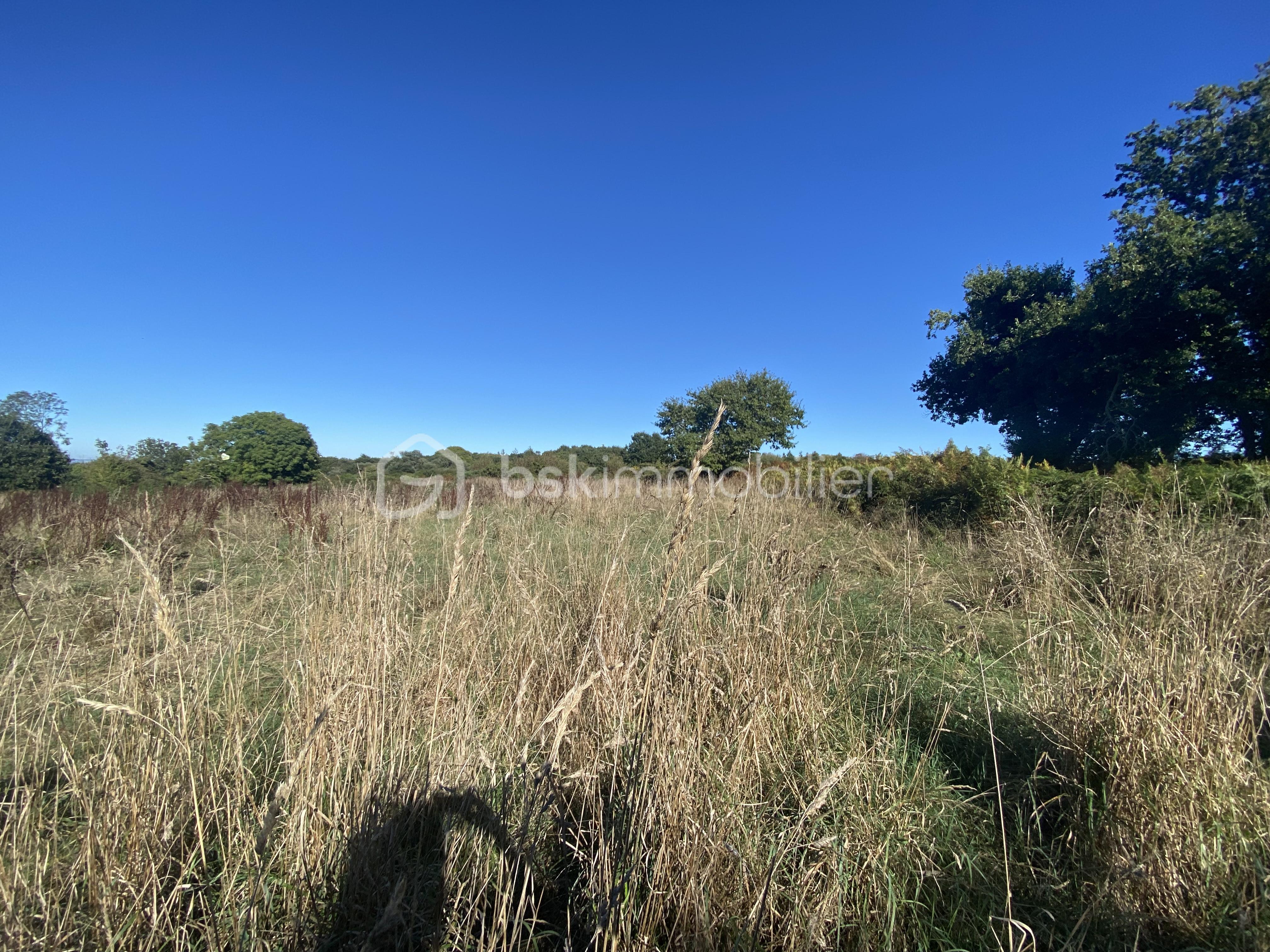 IMG_0911.jpeg