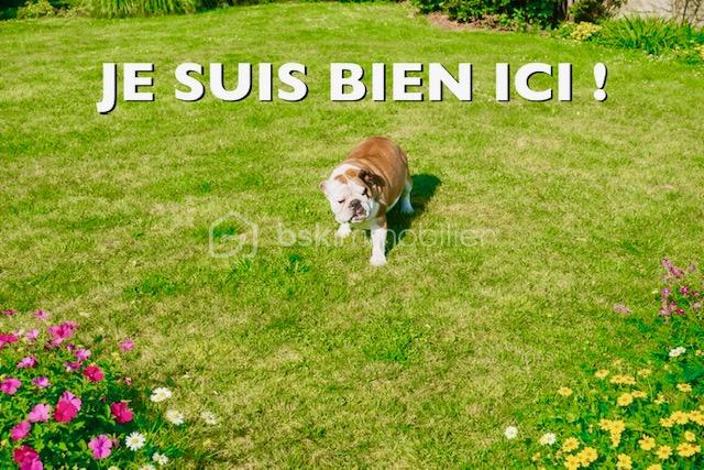 viviane chien je suis bien ici.jpeg