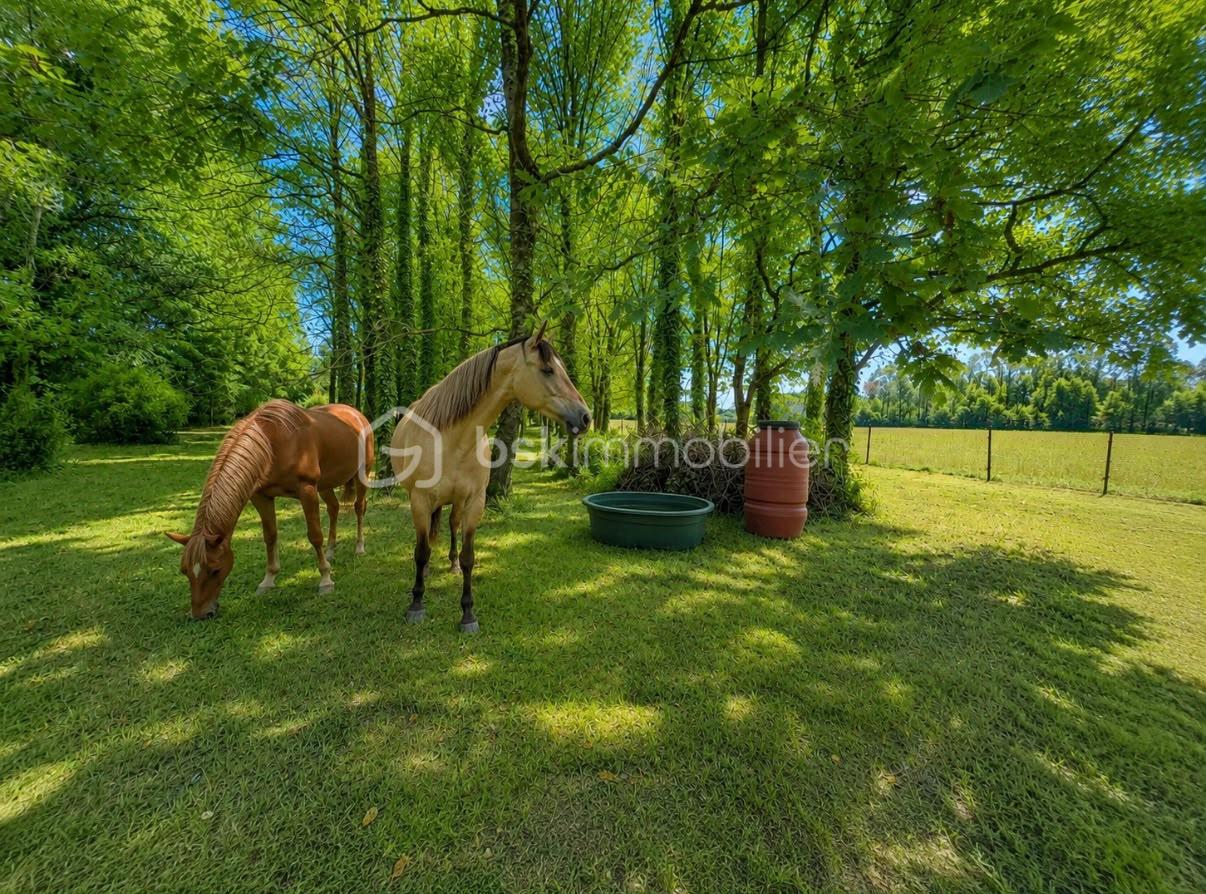 chevaux.jpeg