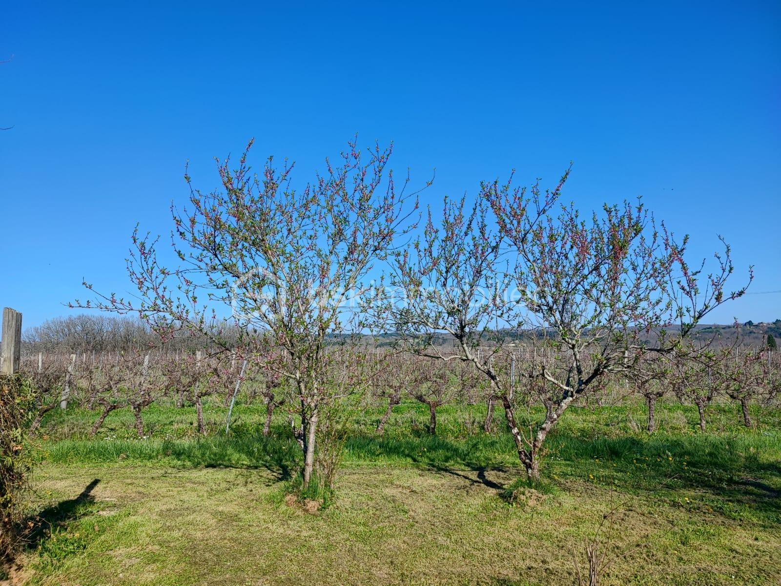 WhatsApp Image 2026-04-08 at 19.49.43(5).jpeg