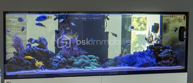 aquarium.jpg