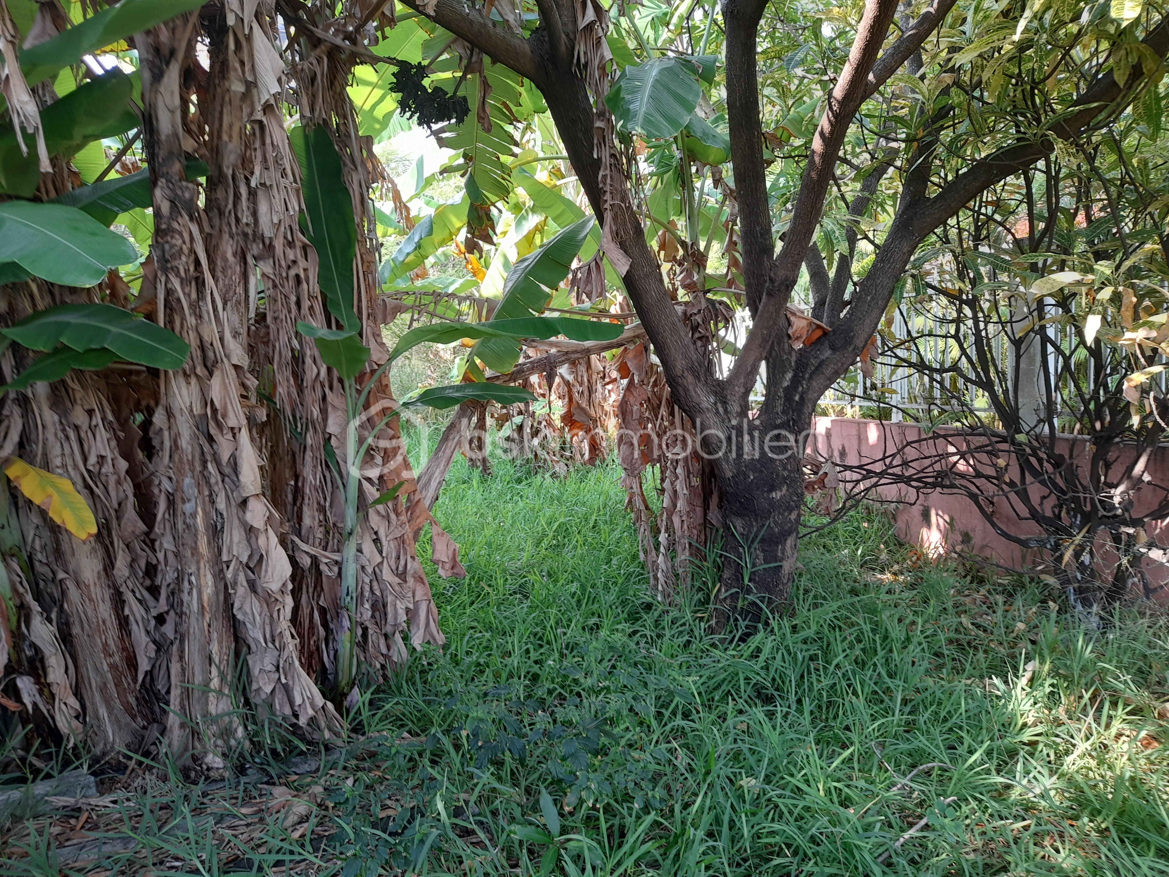 jardin.jpg
