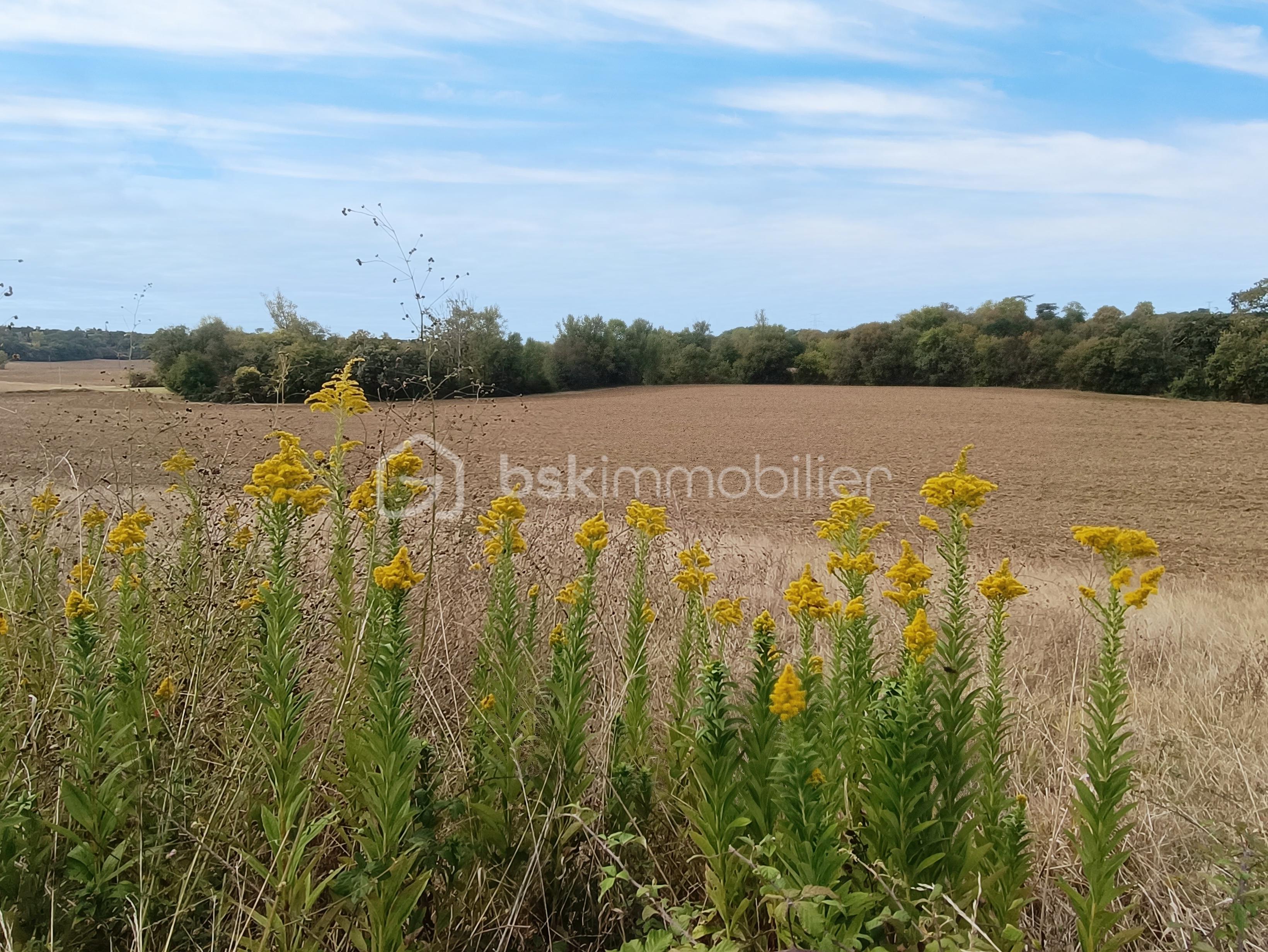 maison_entre_lectoure_agen_astaffort_renovation _huose_for_sale_gers_gascony_renovation_project_cesar_carvalho_best_frensh_realsate_agent (24).jpg