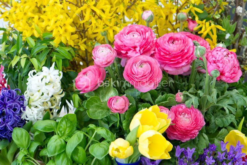 Terrain de 400 m² - verhee fleurs de jardin.jpg