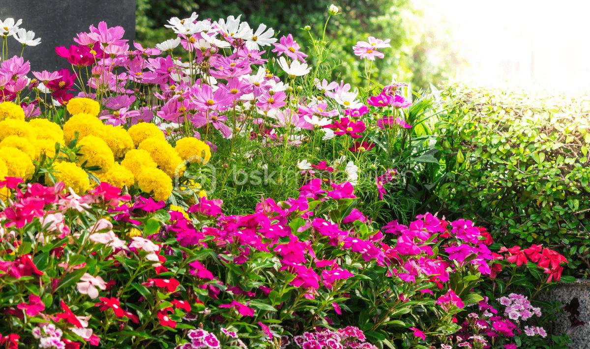 Terrain de 400 m² - verhee fleurs de jardin 2.png