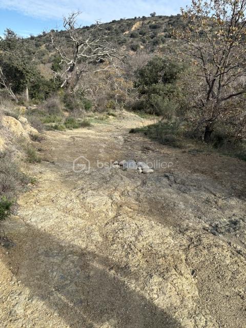 Chemin terrain Celine 1.jpeg