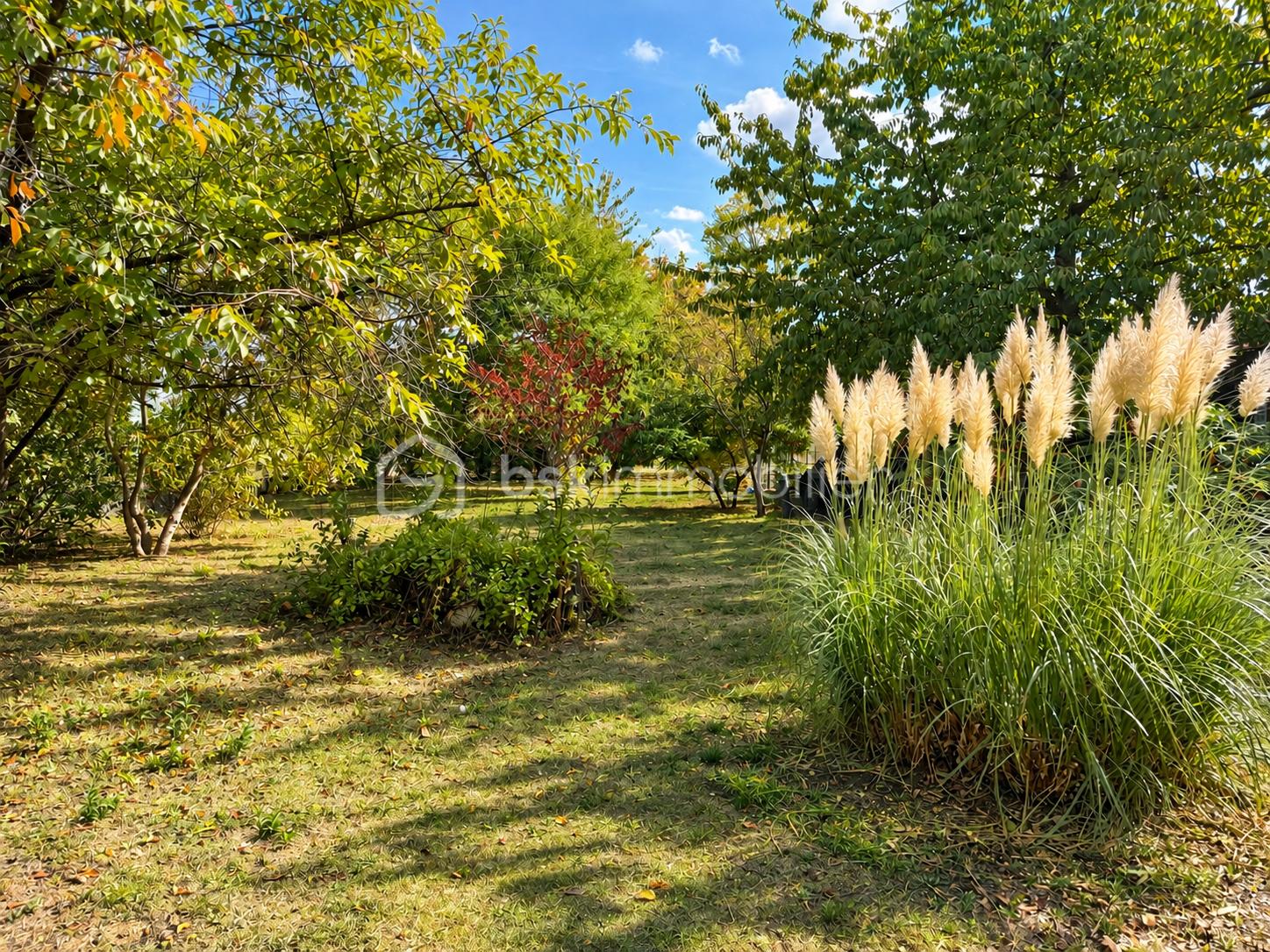 Jardin ensoleillé aux pampas fleuries.png