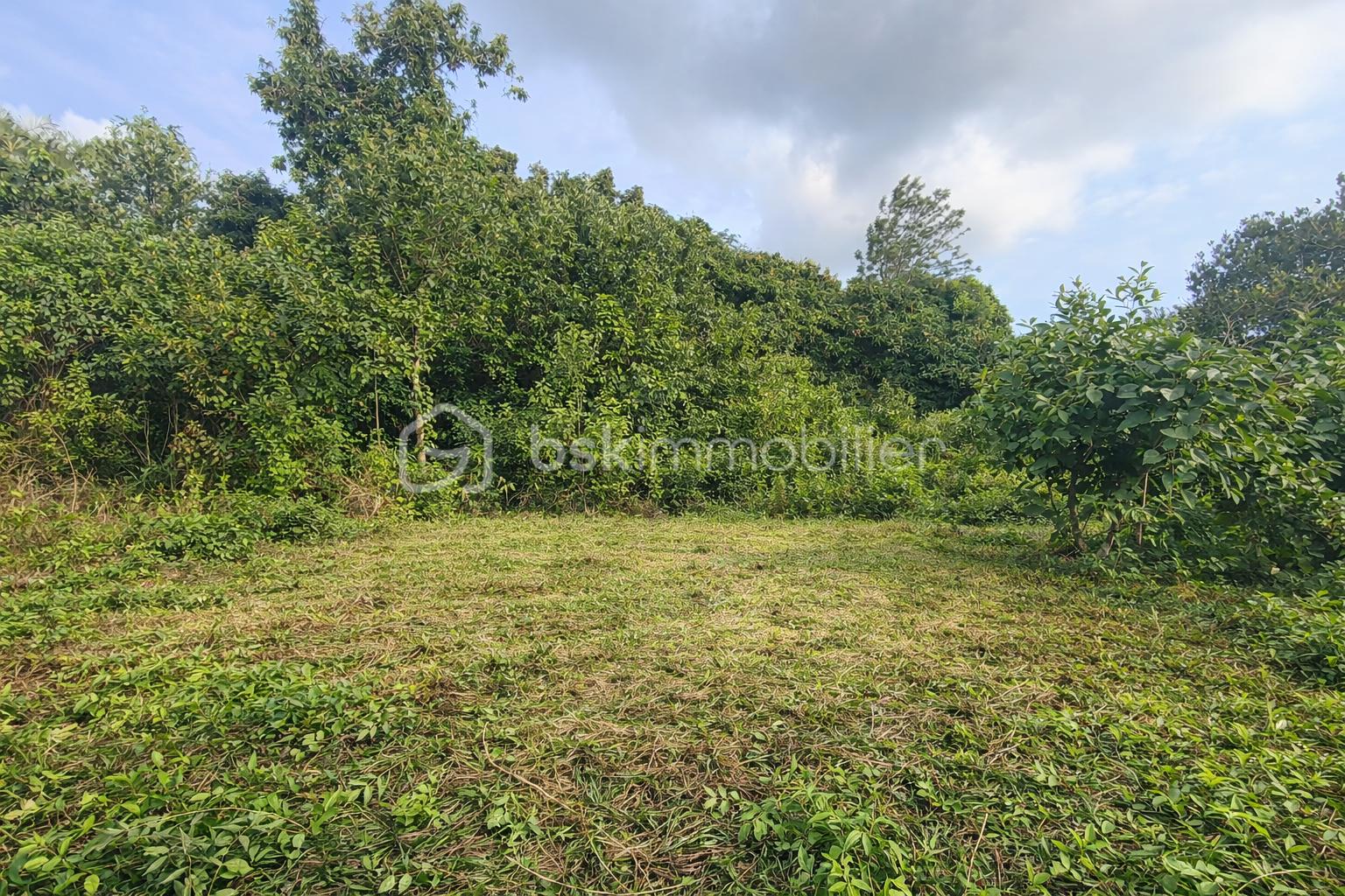 Clairière verdoyante sous un ciel bleu (1).png
