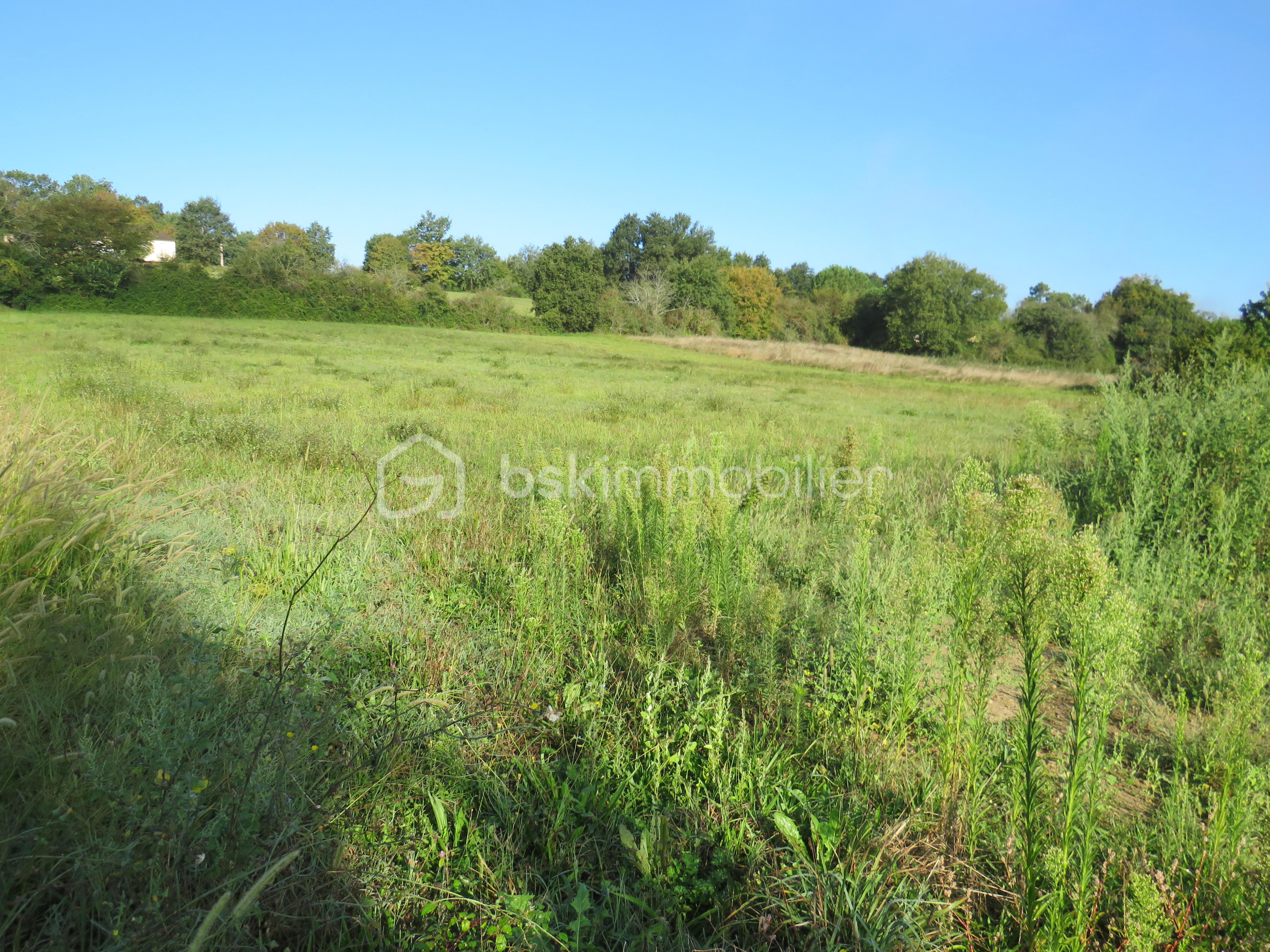 Terrain de 6 038 m² - IMG_4906.JPG