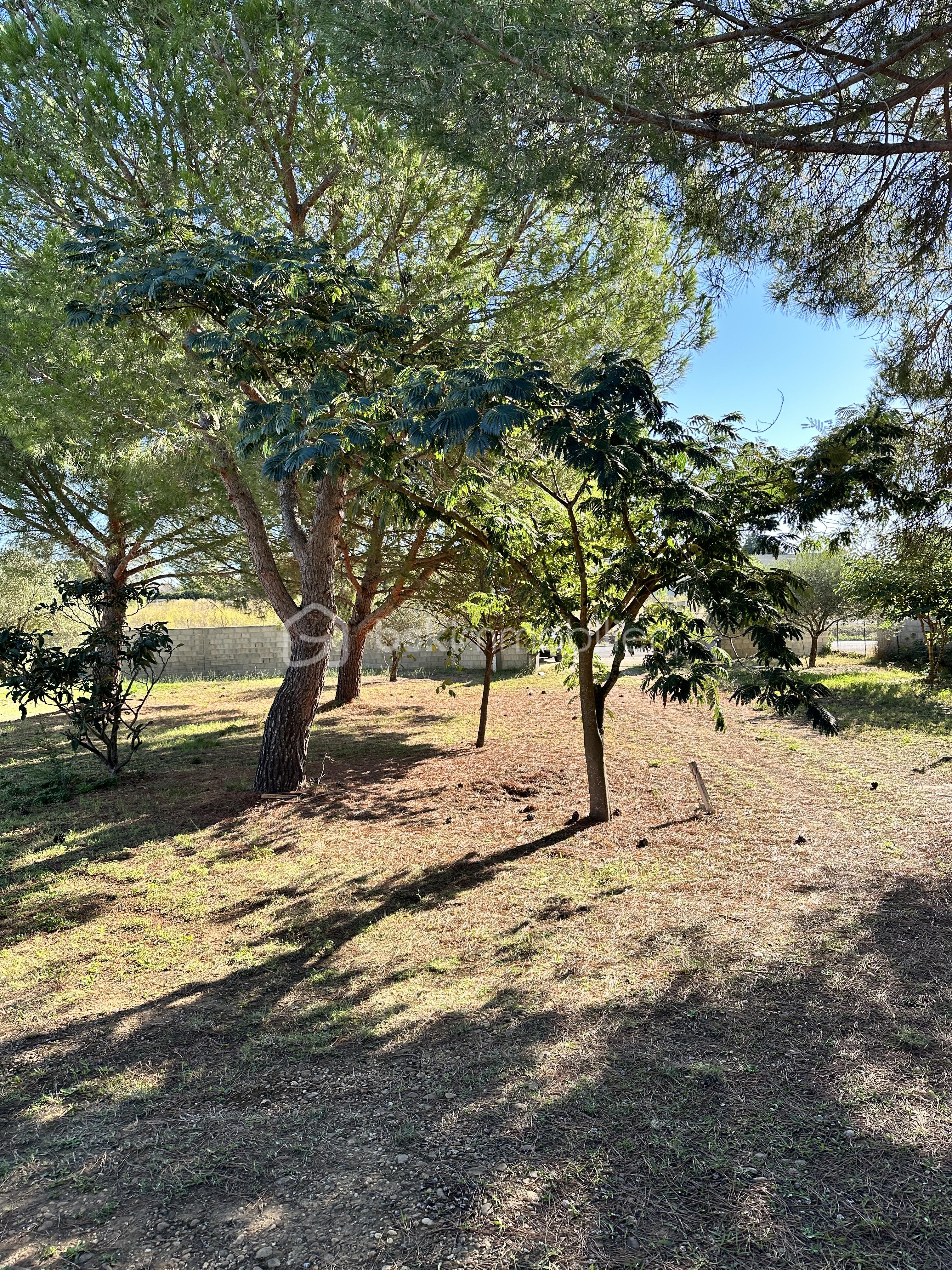 Terrain de 269 m² - IMG_8941.JPG