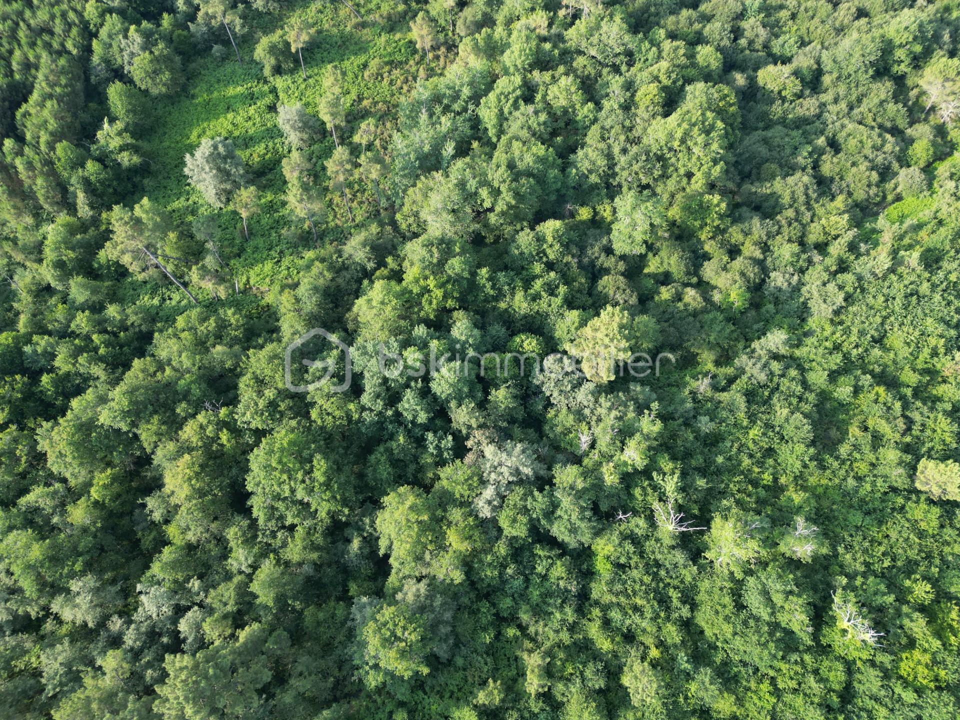 Terrain de 15 689 m² - thumbnail_DJI_0125.jpg