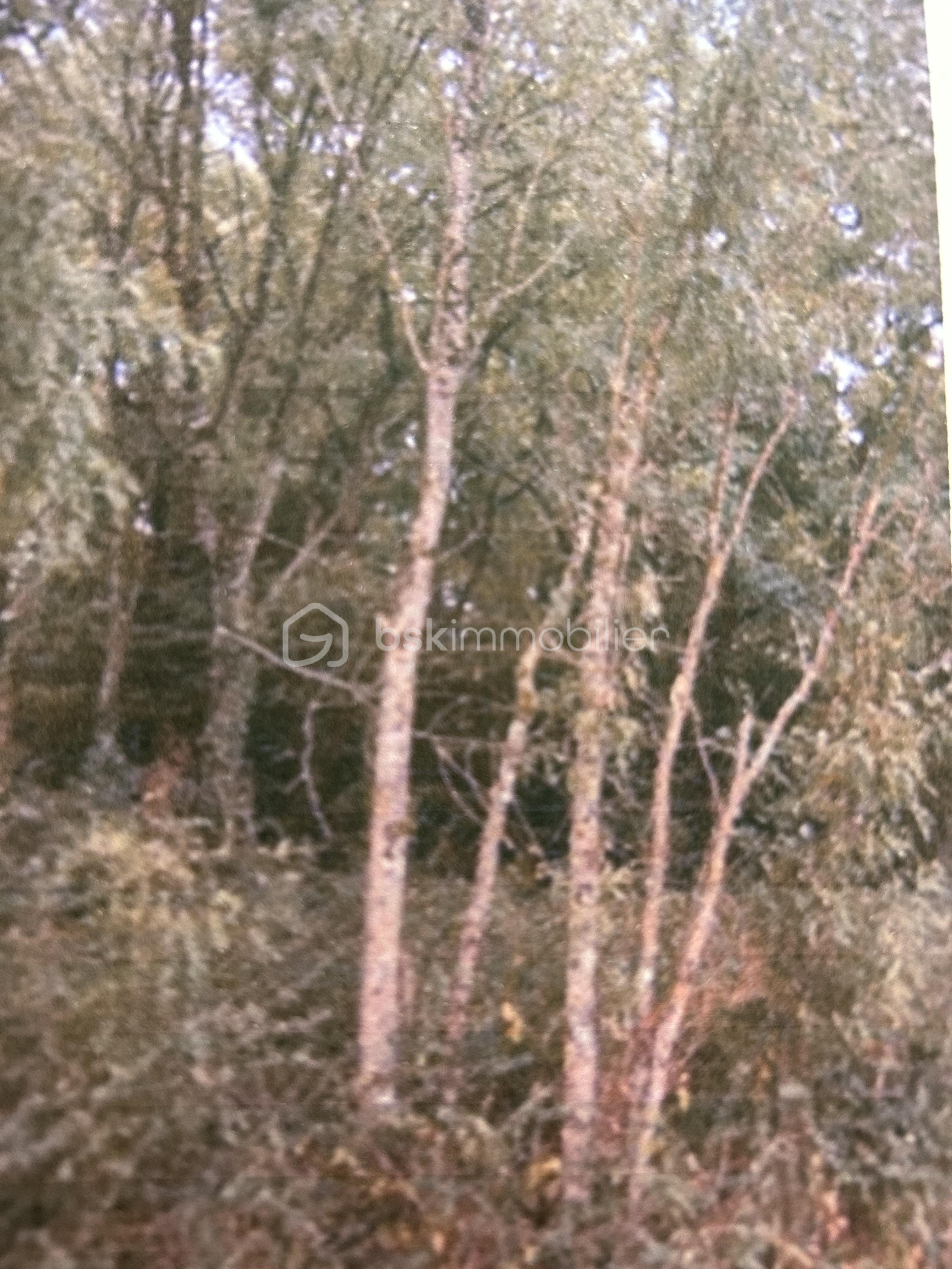 Terrain de loisirs de 16 160 m² - IMG_0878.jpeg