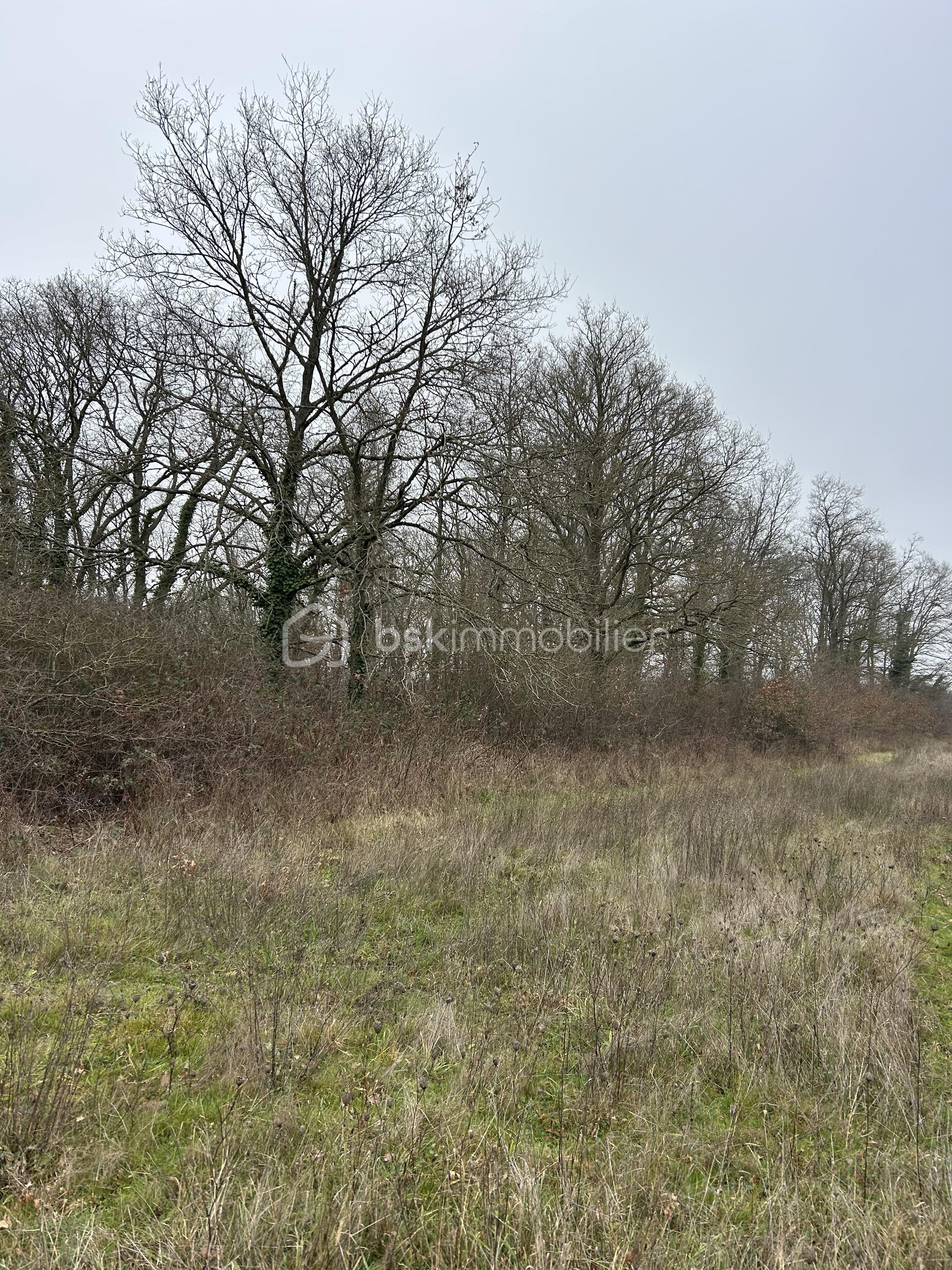 Terrain de loisirs de 16 160 m² - IMG_0900.jpeg