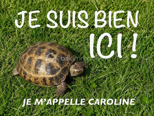 michault tortue.jpeg