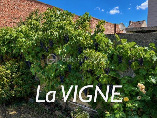 michault vigne.jpeg