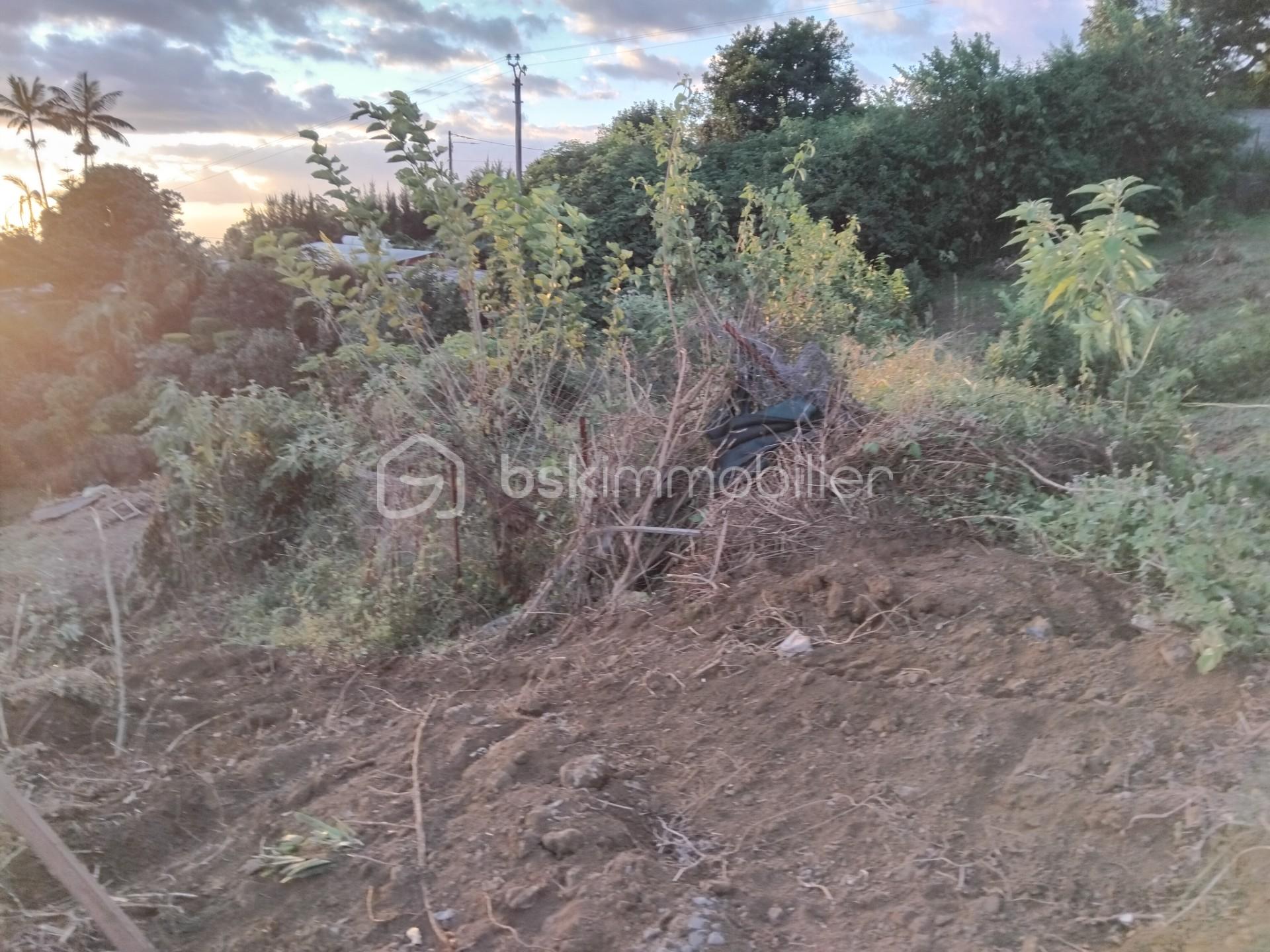 terre terrain.jpg