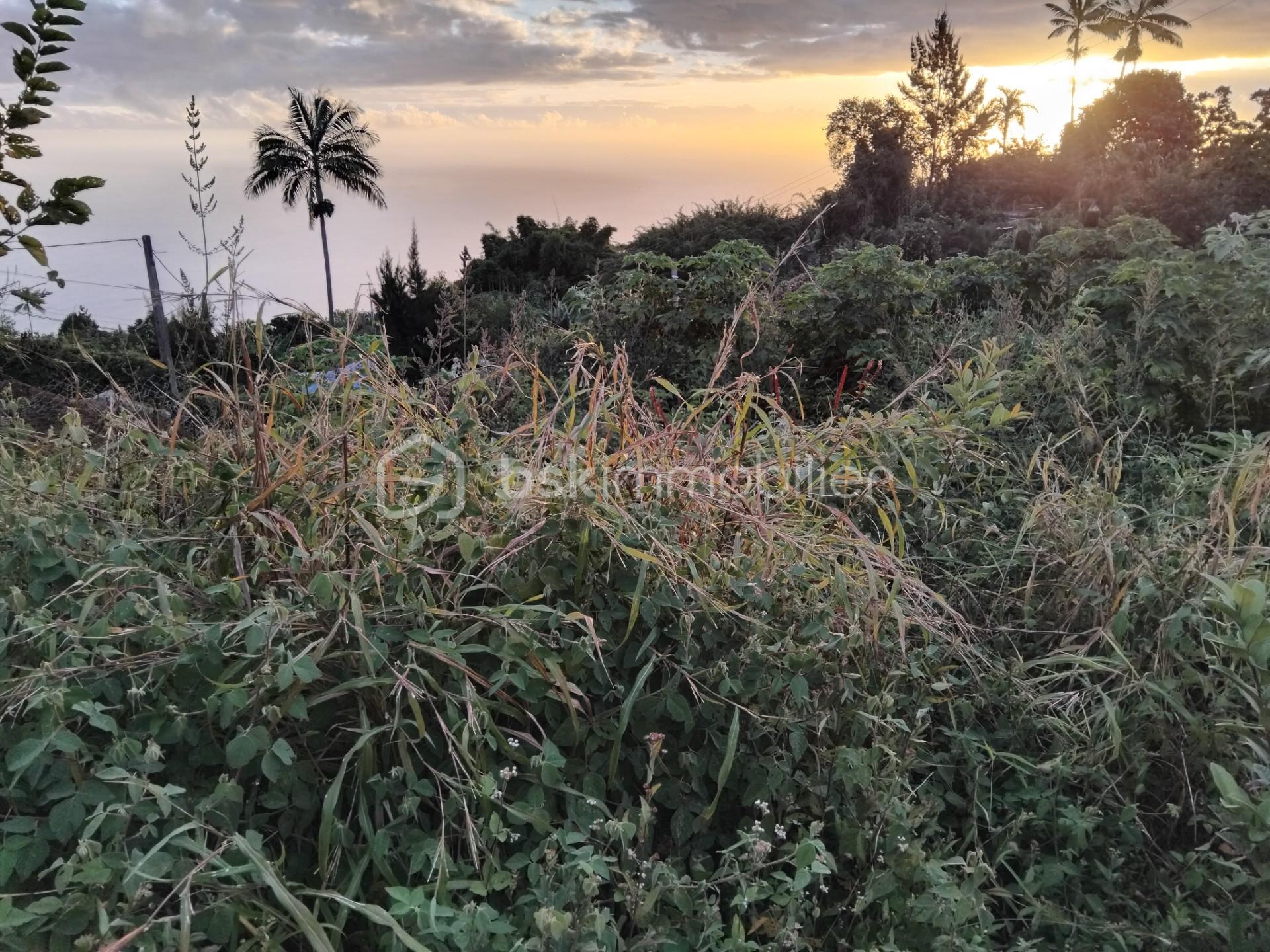 terrain Phalaris.jpg