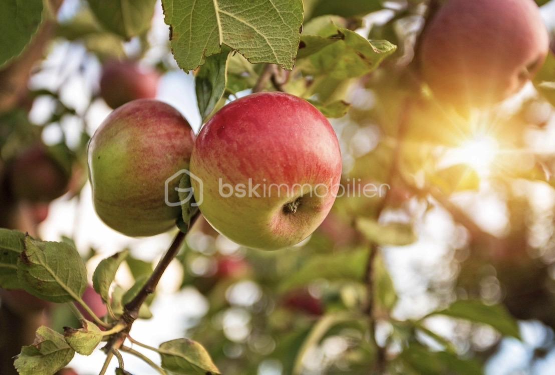 boulin pomme.jpg