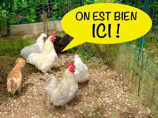 Maison de 108 m² - dalle poules.jpg