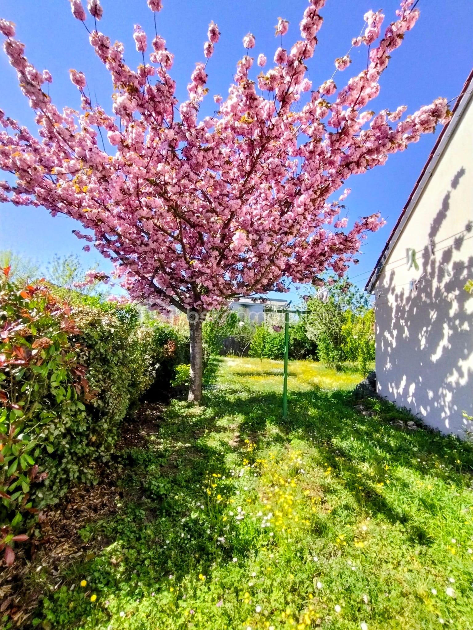 jardin.jpeg