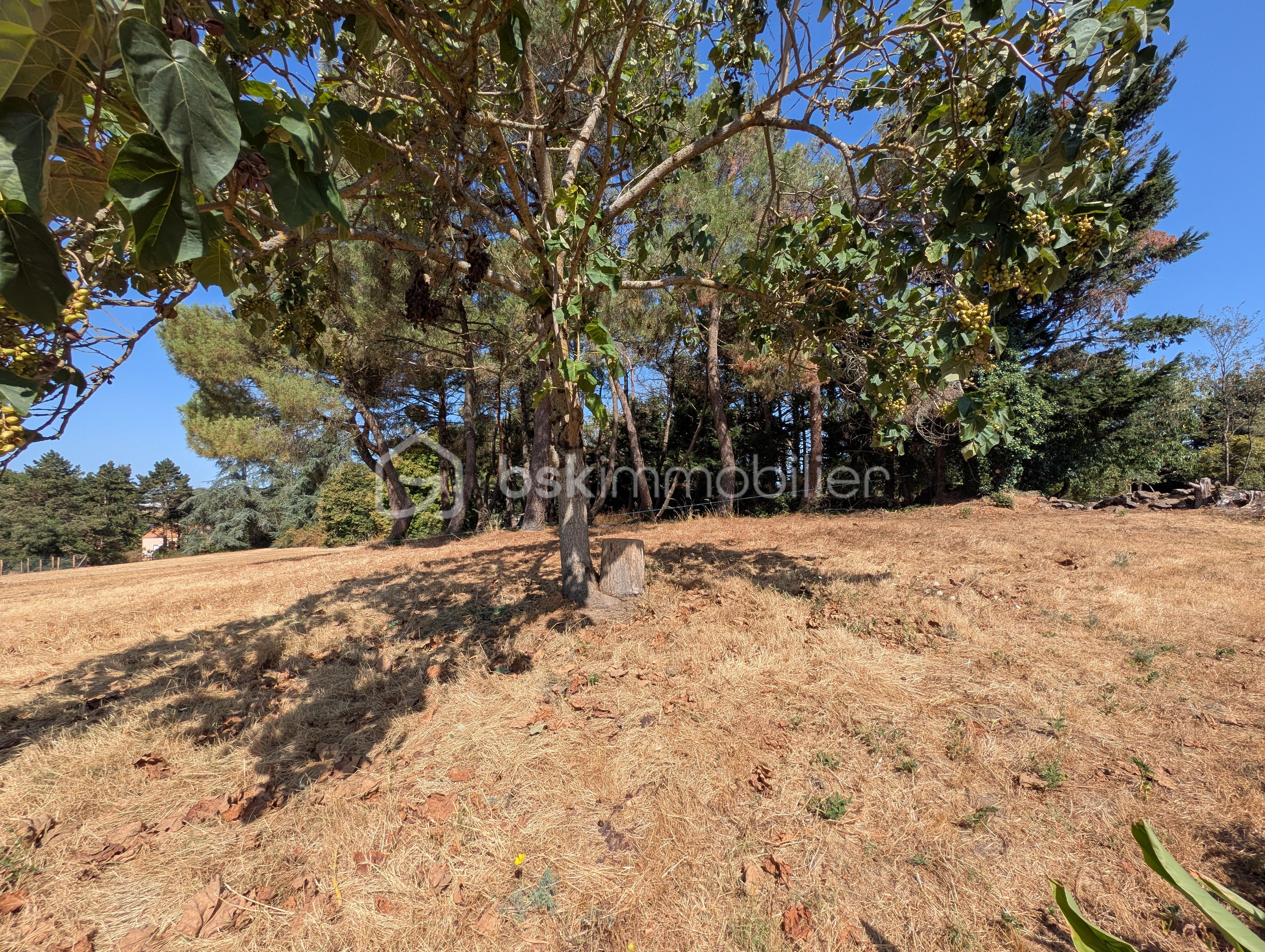 PXL_20260721_093107103.RAW-01.COVER.jpg