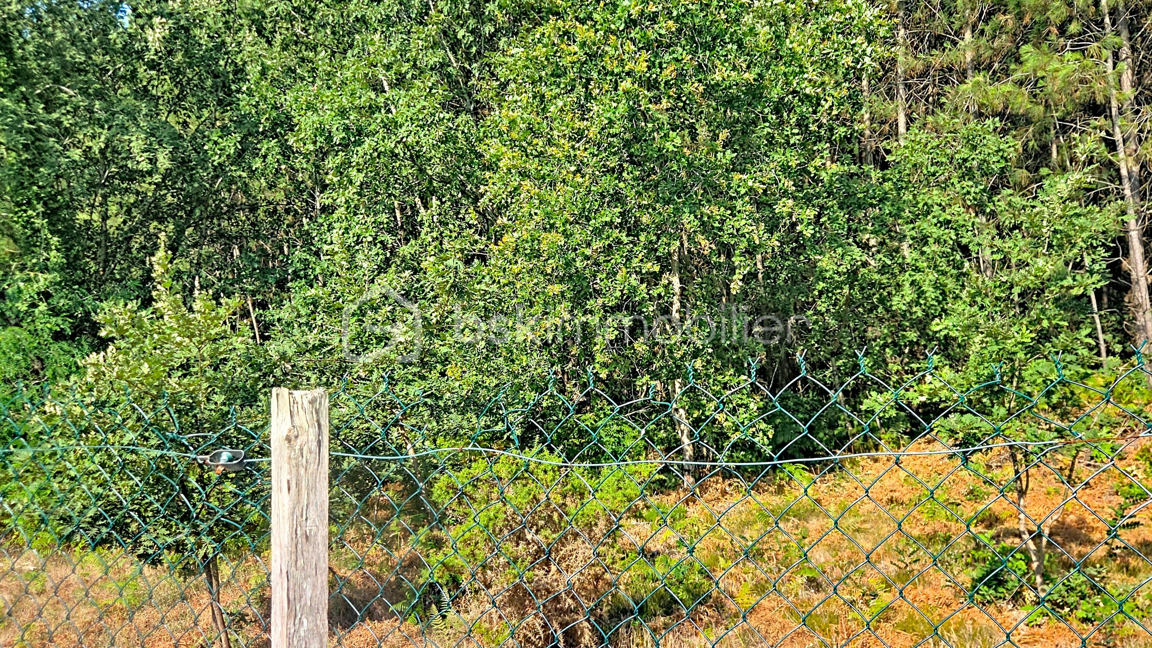 oorlynch_00024.jpg