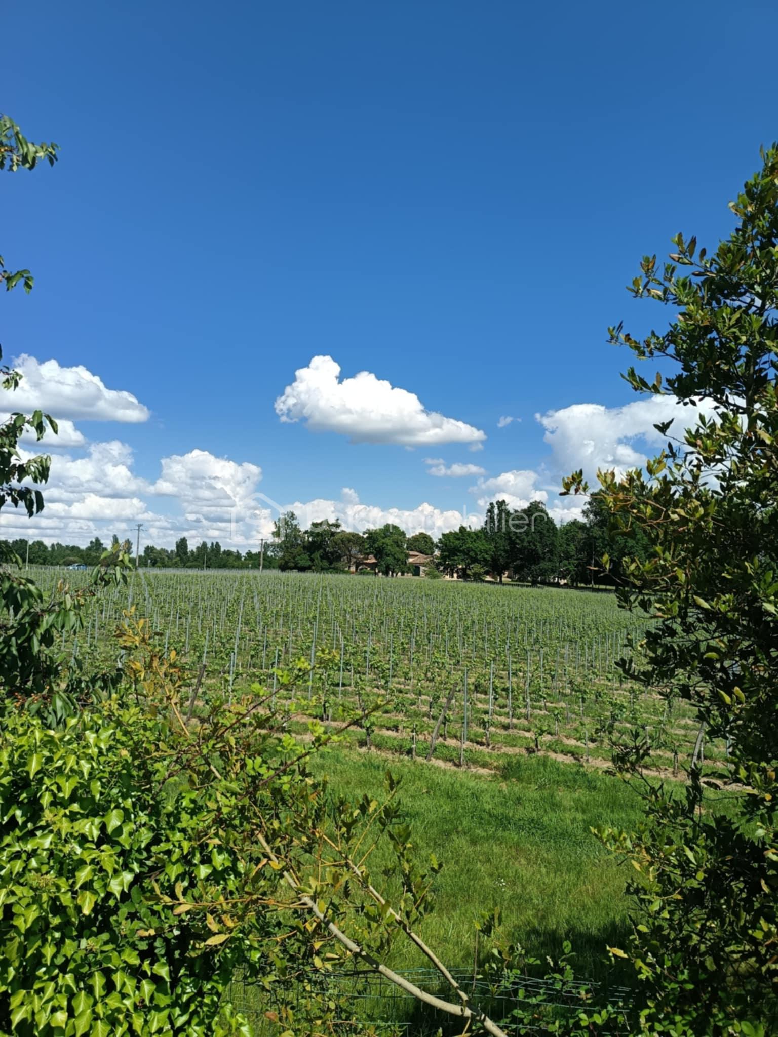 Maison de 178 m² - PHOTO EXTERIEUR VIGNES.jpg
