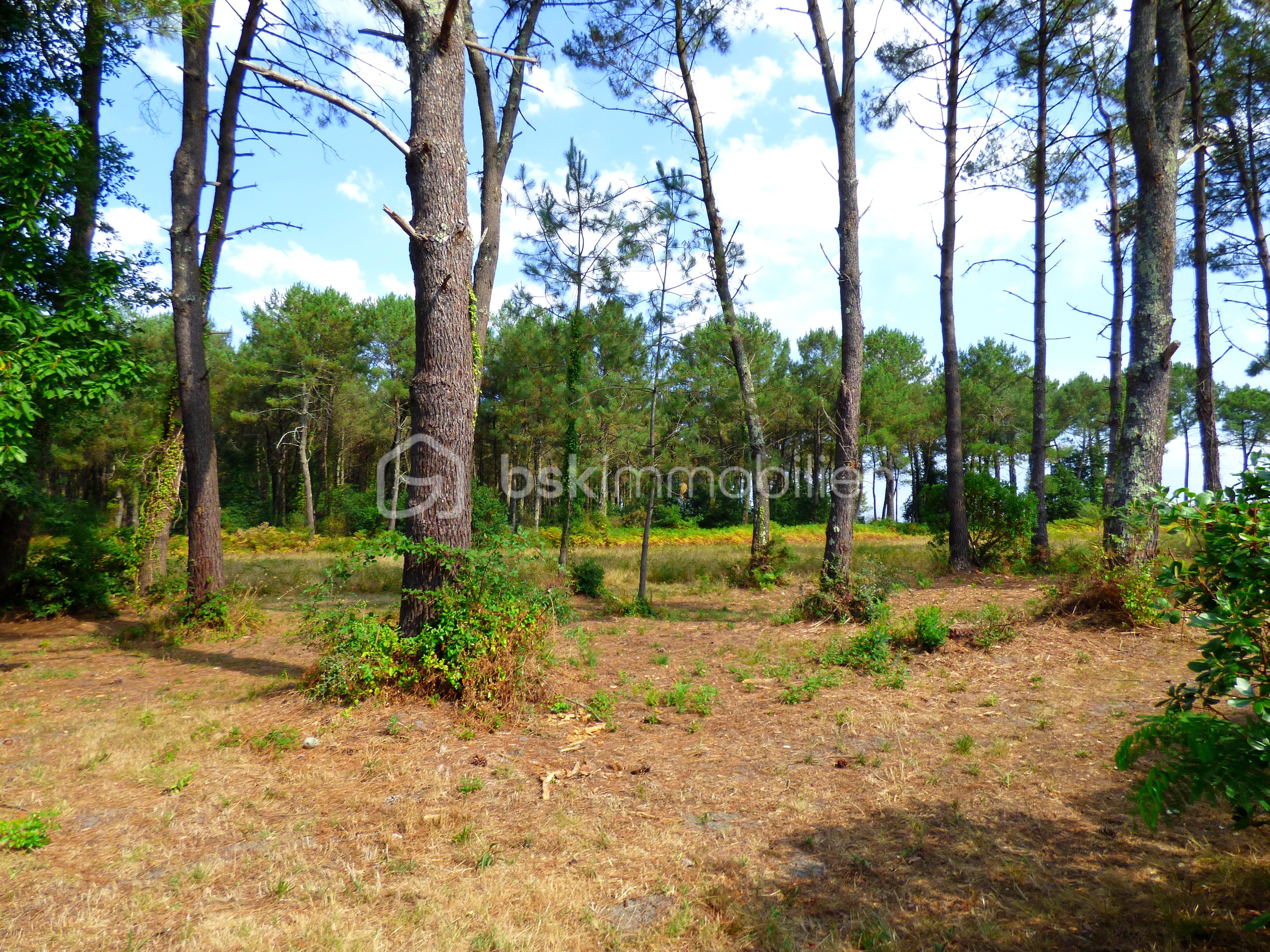 foret.JPG