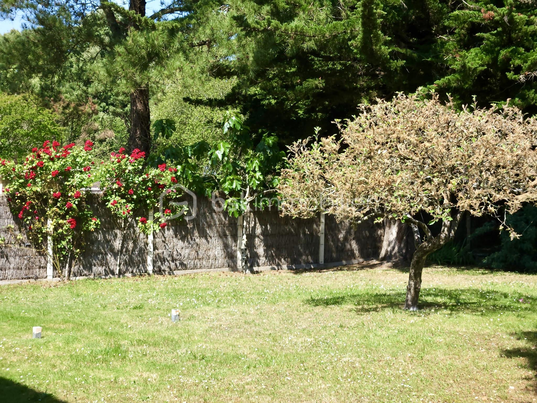 Arbre et rosiers.jpg