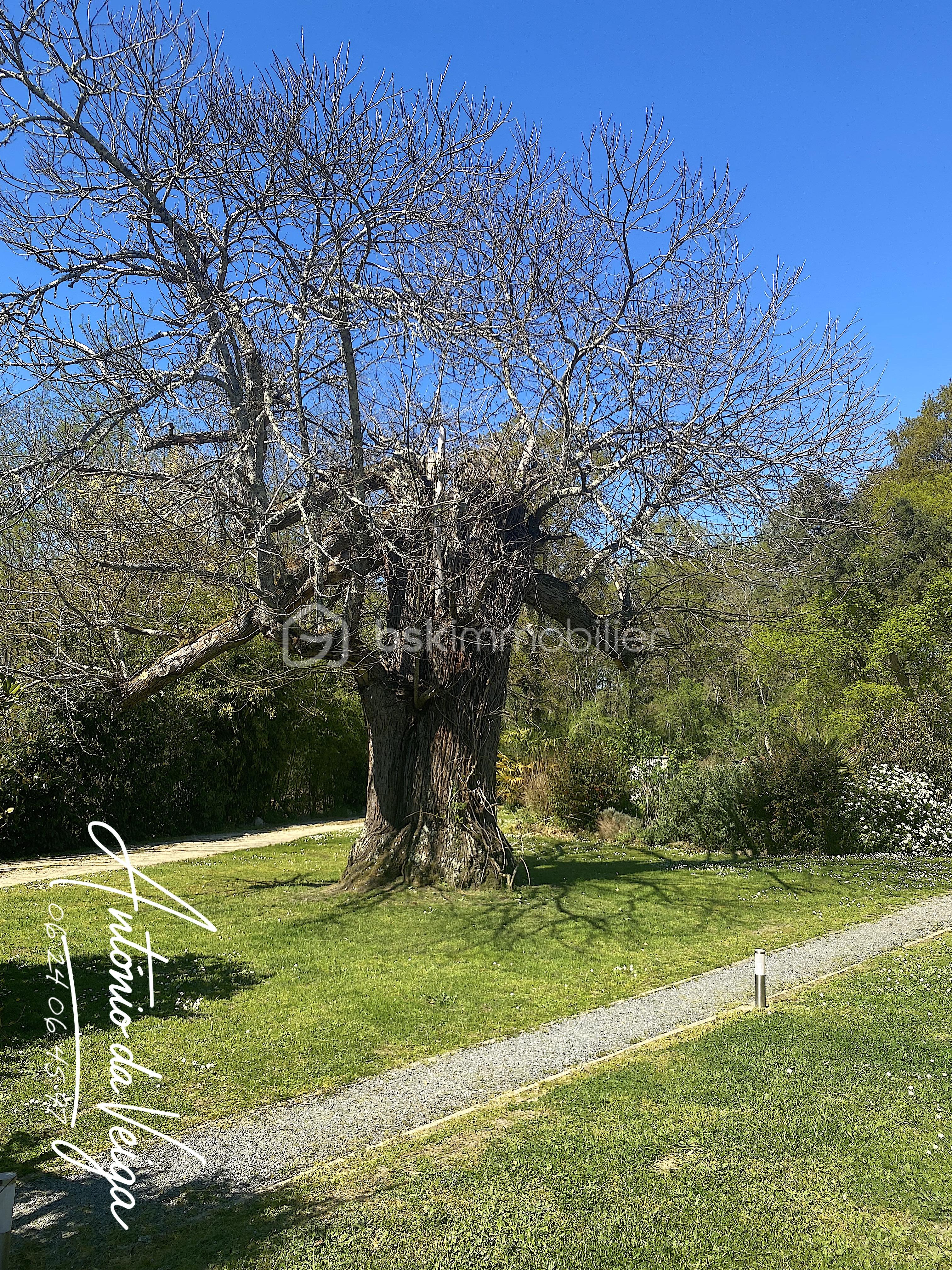 arbre.jpeg