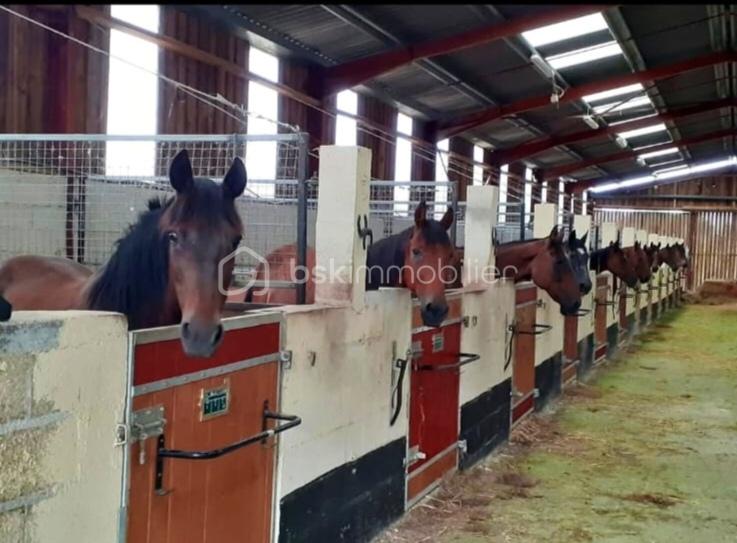 Propriete equestre de 2 112 m² - IMG-20251215-WA0017_edit_451834222865188.jpg