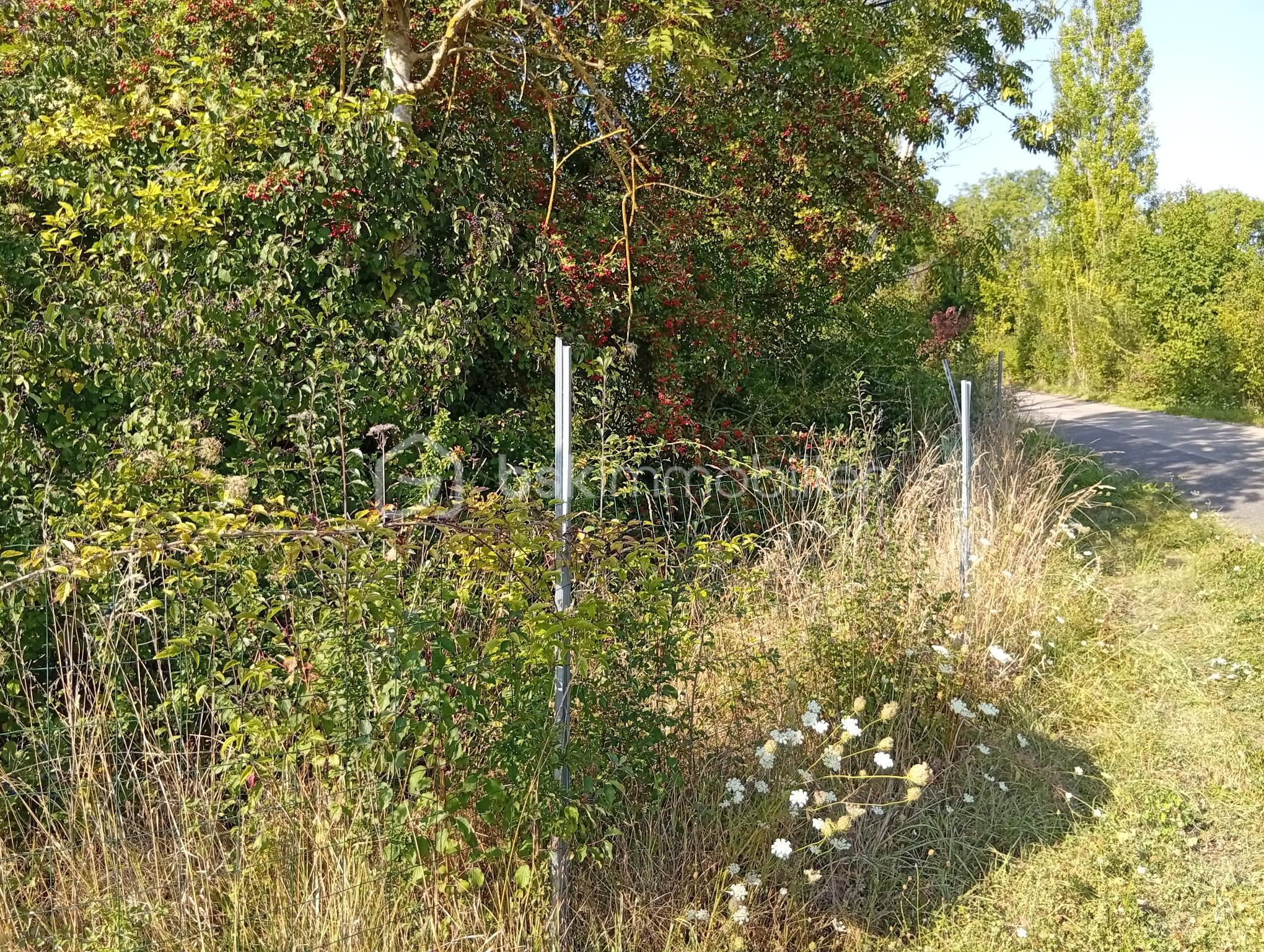 Foret de 799 m² - IMG_20250811_181551.jpg
