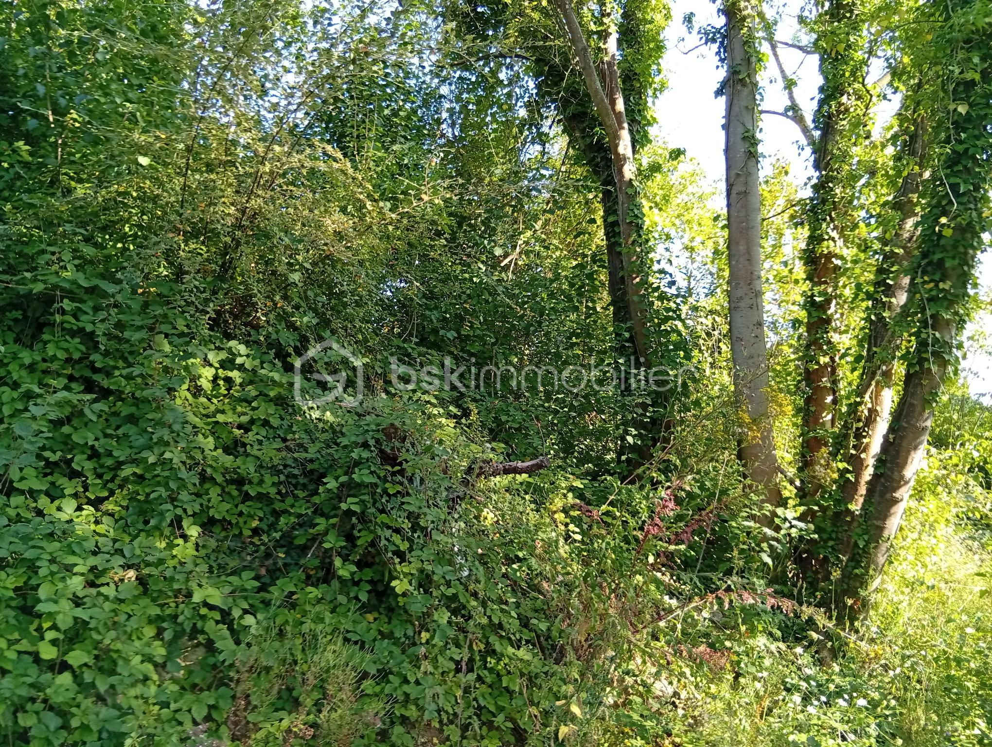 Foret de 799 m² - IMG_20250811_180307.jpg