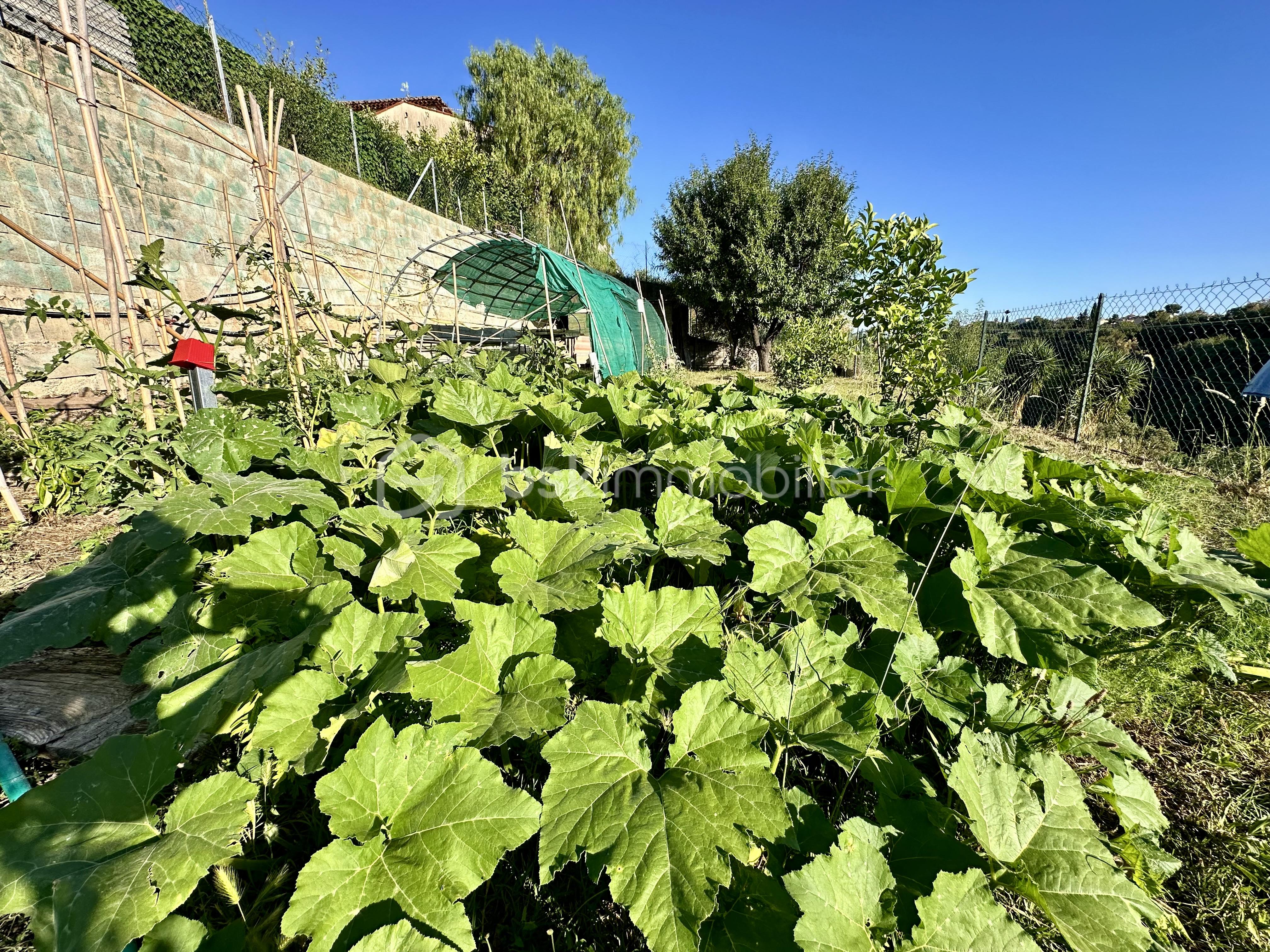 potager.jpeg